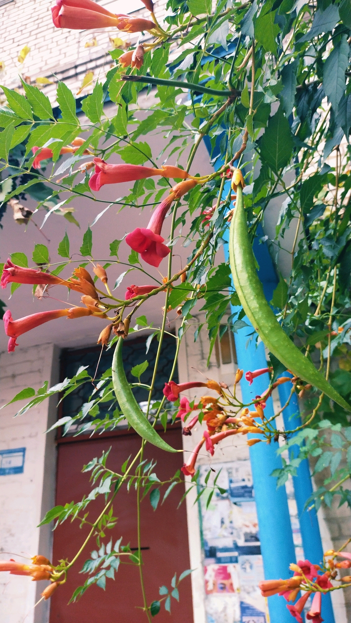 The image depicts a close-up view of flowering vines with trumpet-shaped red and orange blossoms, set against a backdrop of a brick building, a dark red door, and a bright blue column. The foliage is lush and green, with some leaves showing signs of yellowing. Several long, green seed pods hang among the flowers. The scene appears to be outdoors, likely in a courtyard or garden area, with elements suggestive of an urban environment. The specific mention of Horishni Plavni, Ukraine, suggests this is a geographical context, but the image itself does not contain explicit markers of this location. There are no people visible in the image, and the focus is solely on the plant life and the surrounding architectural elements.