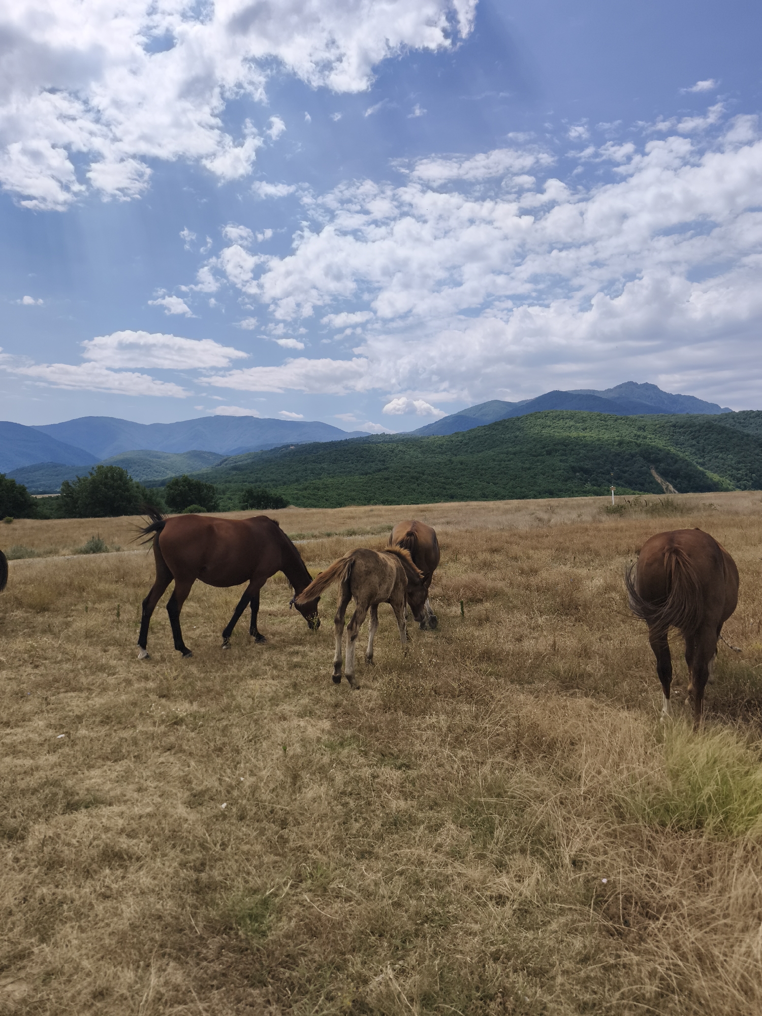 In a sun-drenched meadow of dry, golden grass, four horses graze under a partly cloudy sky. The scene, set in Gornoslav, Bulgaria, features a landscape of rolling green hills and distant blue mountains. A mature brown horse, facing left, bends its head to eat. Beside it, a foal, also brown, mirrors its parent's posture. To the right, another brown horse stands with its rear facing the camera, its tail swishing. A fourth horse, mostly out of frame on the far left, is also present. The dry grass and the light suggest a warm, late summer day.