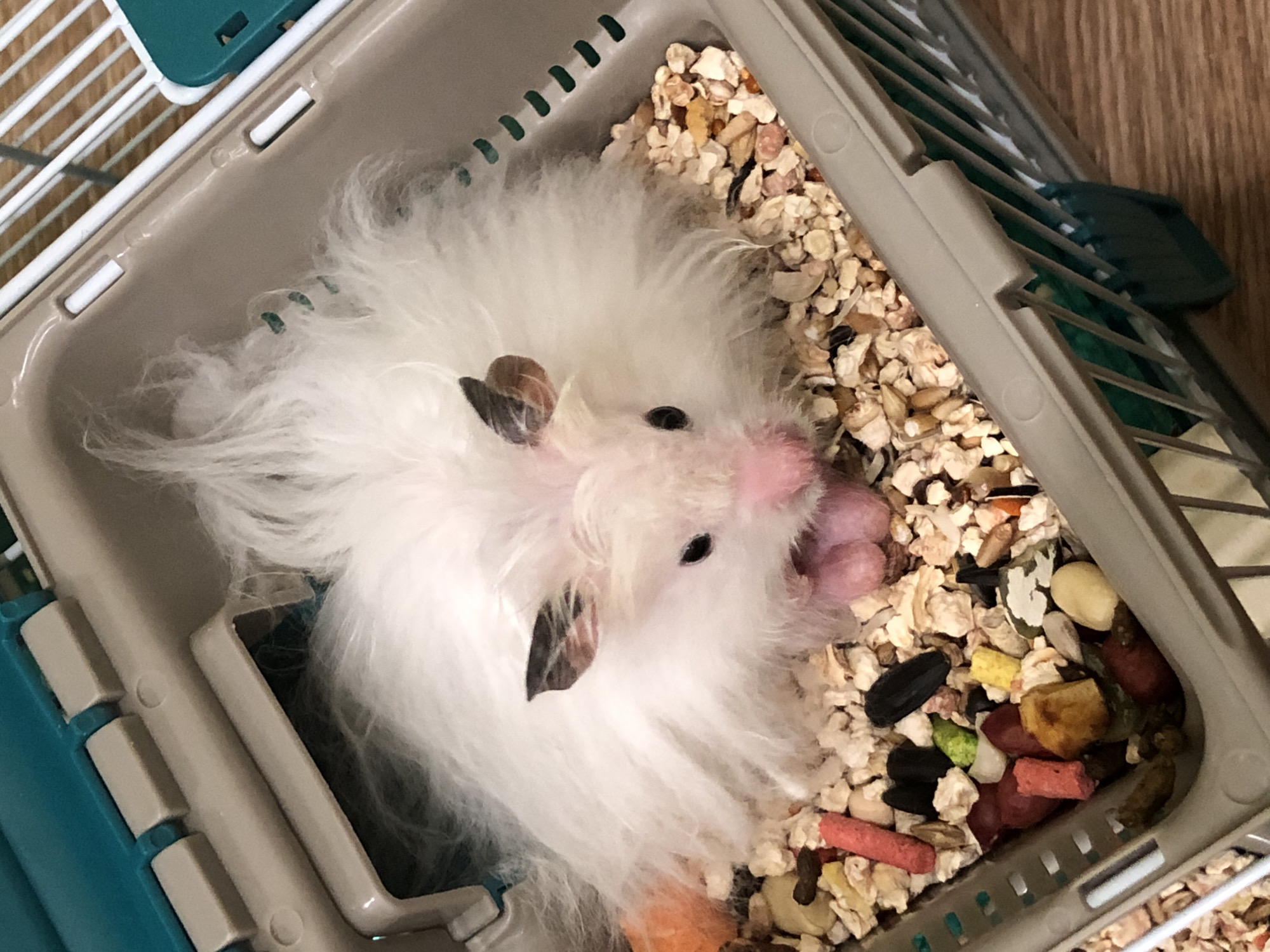 A fluffy white hamster sits in a plastic and metal cage filled with bedding and food. The hamster has dark eyes, a pink nose, and small black ears. Its body is mostly obscured by its long, white fur. The cage has a gray plastic base with a teal lid and white metal bars. The food in the cage consists of small pellets, seeds, and dried pieces of fruit and vegetables. The background is out of focus but appears to be a wooden surface. The image does not contain any information about its location in Solikamsk, Russia.