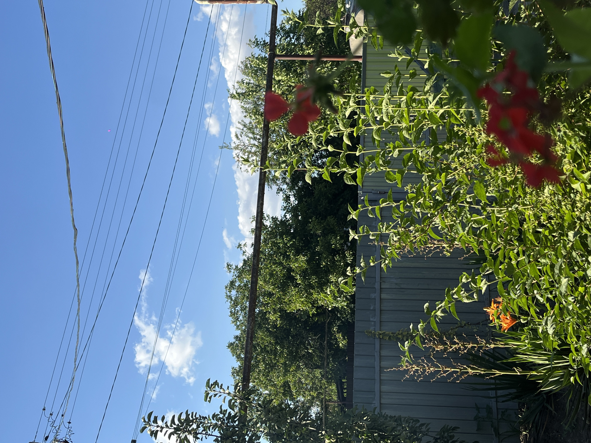 A sunny day in Novopokrovskaya, Russia, features a backyard scene with a grey metal fence running horizontally across the frame. Above the fence, a dense row of green trees is visible. In the foreground, vibrant green foliage and several orange lilies are in bloom, with some red flowers also present but out of focus. Power lines crisscross the bright blue sky, which is dotted with a few fluffy white clouds. A small, pink, kite-like object is visible in the upper right quadrant of the sky. The overall impression is of a well-maintained garden on a clear summer day.
