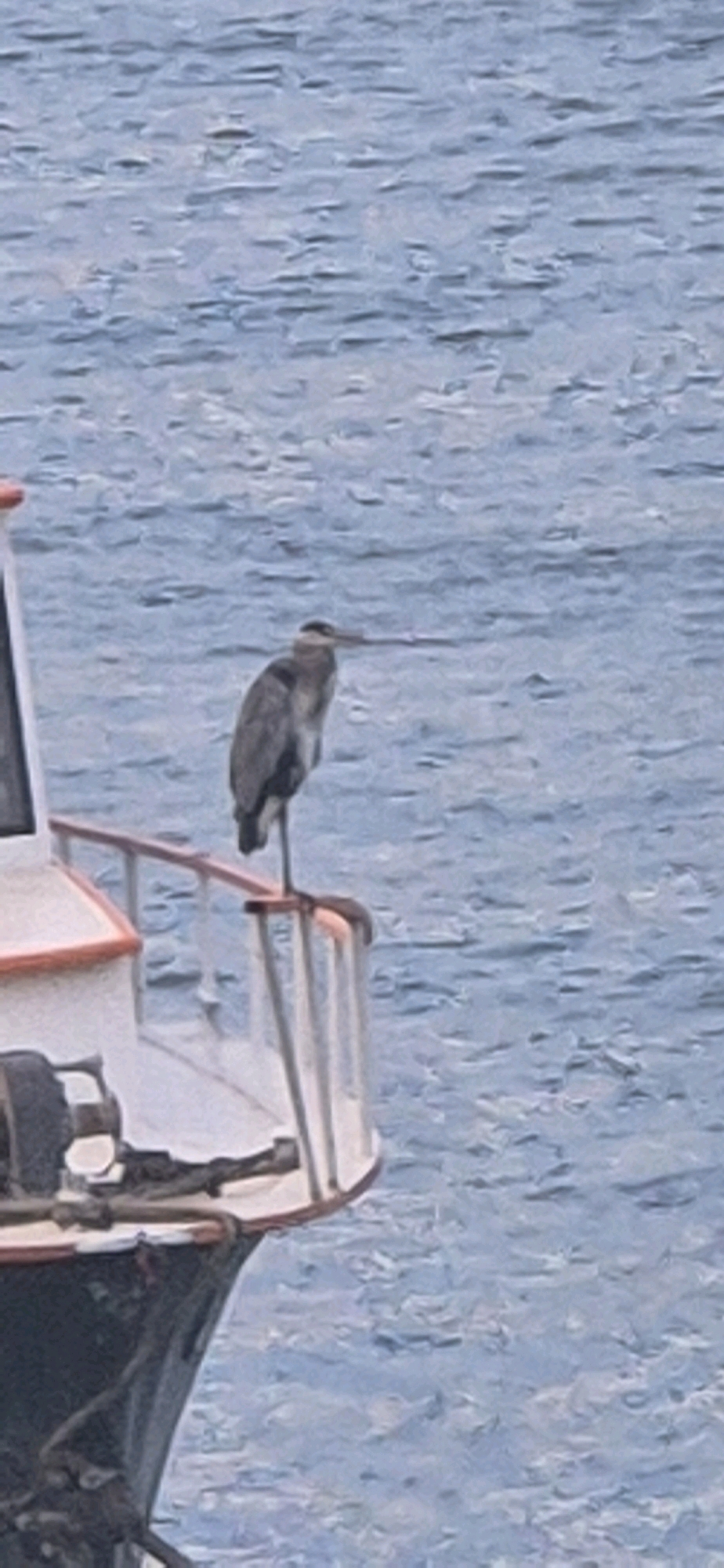 A great blue heron stands on the railing of a white boat. The boat is partially visible on the left side of the image, with a dark hull and white superstructure. The heron is a large bird with gray plumage, a long neck, and a long, pointed beak. It is facing to the right, with its head turned slightly to the left. The background is a body of water with small waves. The image appears to have been taken from another boat or from the shore. The lighting is overcast, and the overall color palette is muted. There are no people visible in the image. The location of this image is unknown, and therefore cannot be specified to Mainz, Germany.