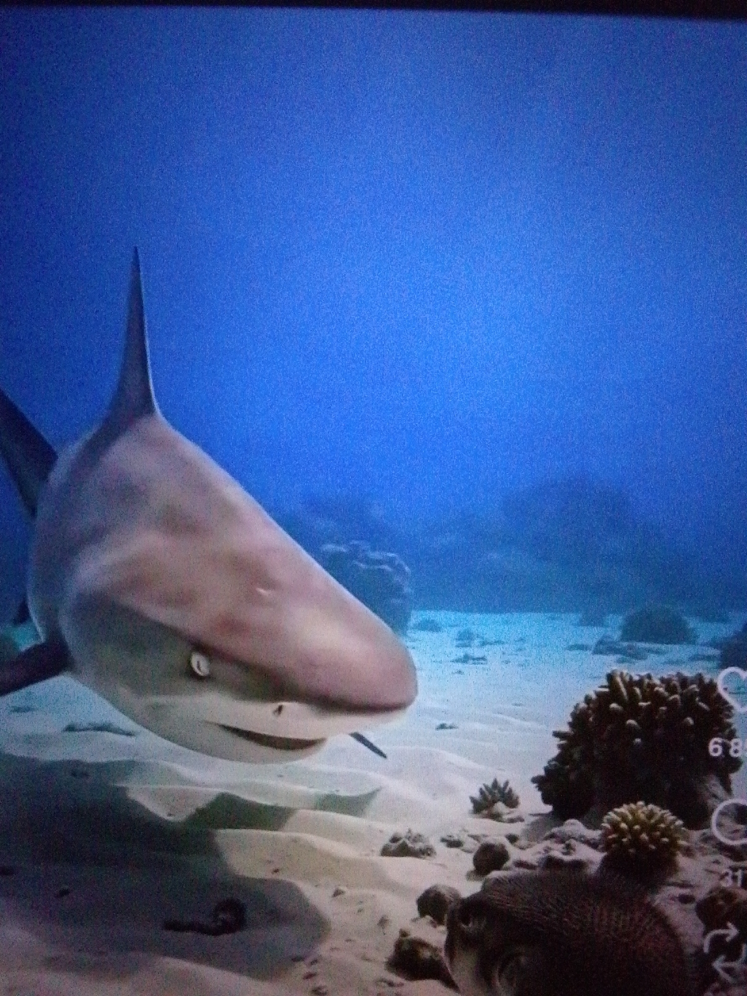 The image depicts an underwater scene featuring a shark in clear blue water above a sandy seabed with coral formations. The shark, a large predatory fish, is shown from a close-up perspective, with its head and pectoral fins prominently visible. The water is illuminated, suggesting daylight penetration. The seabed is sandy with scattered rocks and coral, indicating a marine environment. There are no discernible human elements or any connection to Aznakayevo, Russia, as the setting is purely aquatic and natural.