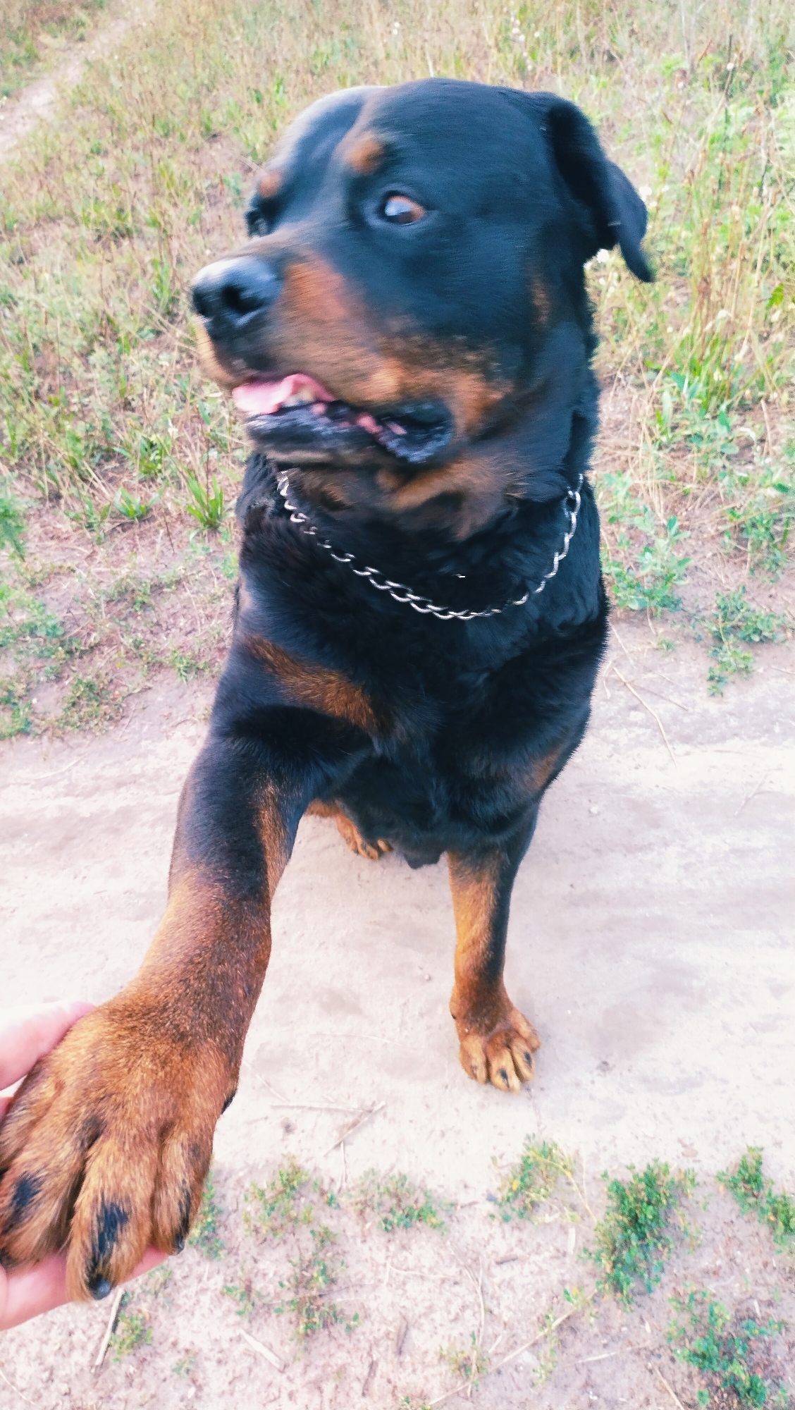 A Rottweiler dog, with black and tan fur and a silver chain collar, is shown from the chest down, with its front right paw extended towards the viewer, resting on a person's hand. The dog is standing on a dirt path with dry grass and sparse green plants in the background. The image appears to be taken outdoors in a natural setting, possibly on the outskirts of Horishni Plavni, Ukraine, given the context. The lighting suggests it is daytime.