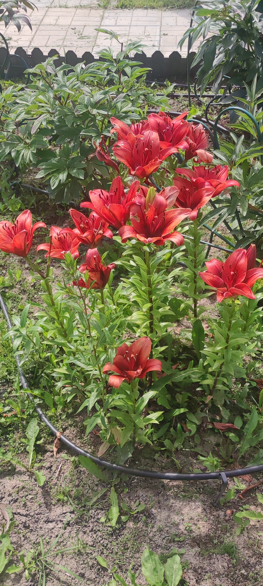In Filippovskoe, Russia, a garden bed features a cluster of vibrant red lilies in bloom. The lilies are various stages of opening, with some fully unfurled and others still in bud. Lush green foliage surrounds the flowers, and the ground beneath is a mix of soil and sparse green plants. A black irrigation hose is visible running through the lower portion of the image. In the background, a light-colored paved area and more green foliage are discernible, suggesting the garden is part of a larger outdoor space. The overall impression is that of a well-maintained garden on a sunny day.