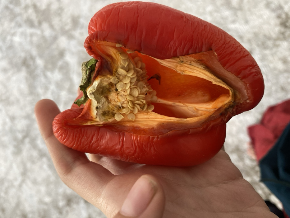A human hand, with light skin tone and visible fingernails, holds a shriveled, cut-open red bell pepper. The pepper exhibits significant wrinkling on its exterior, indicating dehydration. Its interior reveals numerous light-tan seeds clustered around a central placenta, with the inner flesh appearing orange-red and showing signs of decay, including darkened and possibly moldy areas near the dry, greenish-brown stem and along the internal walls. The background is a blurred, light-colored textured surface, possibly carpet, with indistinct red and dark blue/green fabric visible in the lower left. The scene is located in the city of Khan Yunis, Palestinian Territory.
