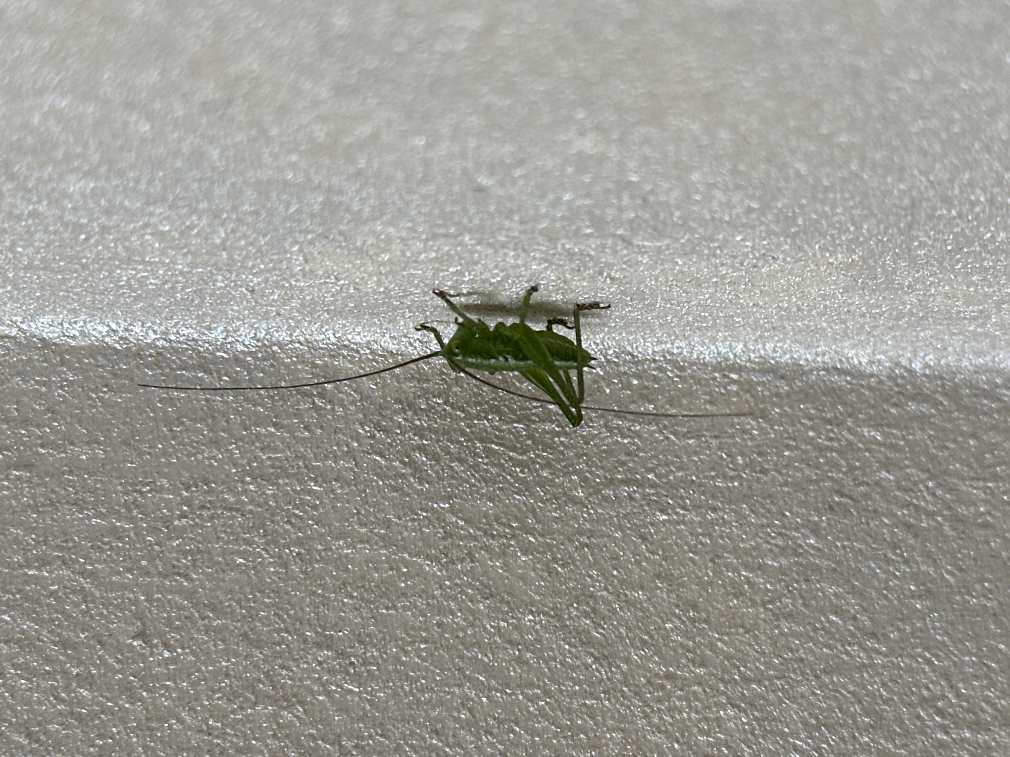A small, bright green insect, possibly a katydid or grasshopper, is upside down on a gray textured surface. The insect has long antennae and slender legs. The location is unknown.