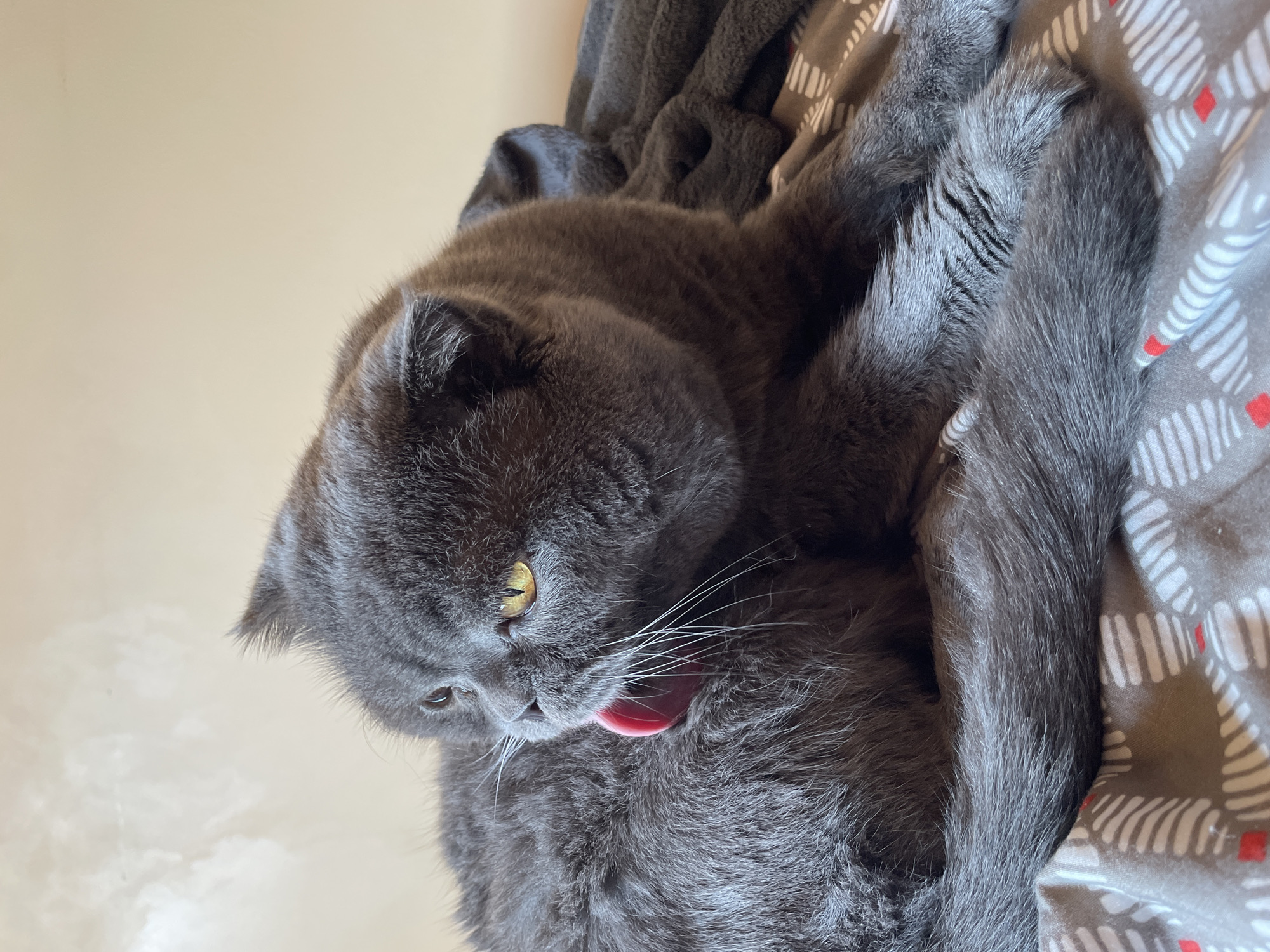 An adult, short-haired, gray cat is shown from the chest up in a close-up shot. The cat is lying on a bed with a patterned comforter and a dark gray blanket. The cat is facing to the left, grooming its left side with its tongue. Its right eye is open and bright yellow, while its left eye is partially closed. Its ears are folded back, and its mouth is open, with its pink tongue extended. The cat's whiskers are long and white. The background is a plain, light beige wall. The lighting is soft and diffused.