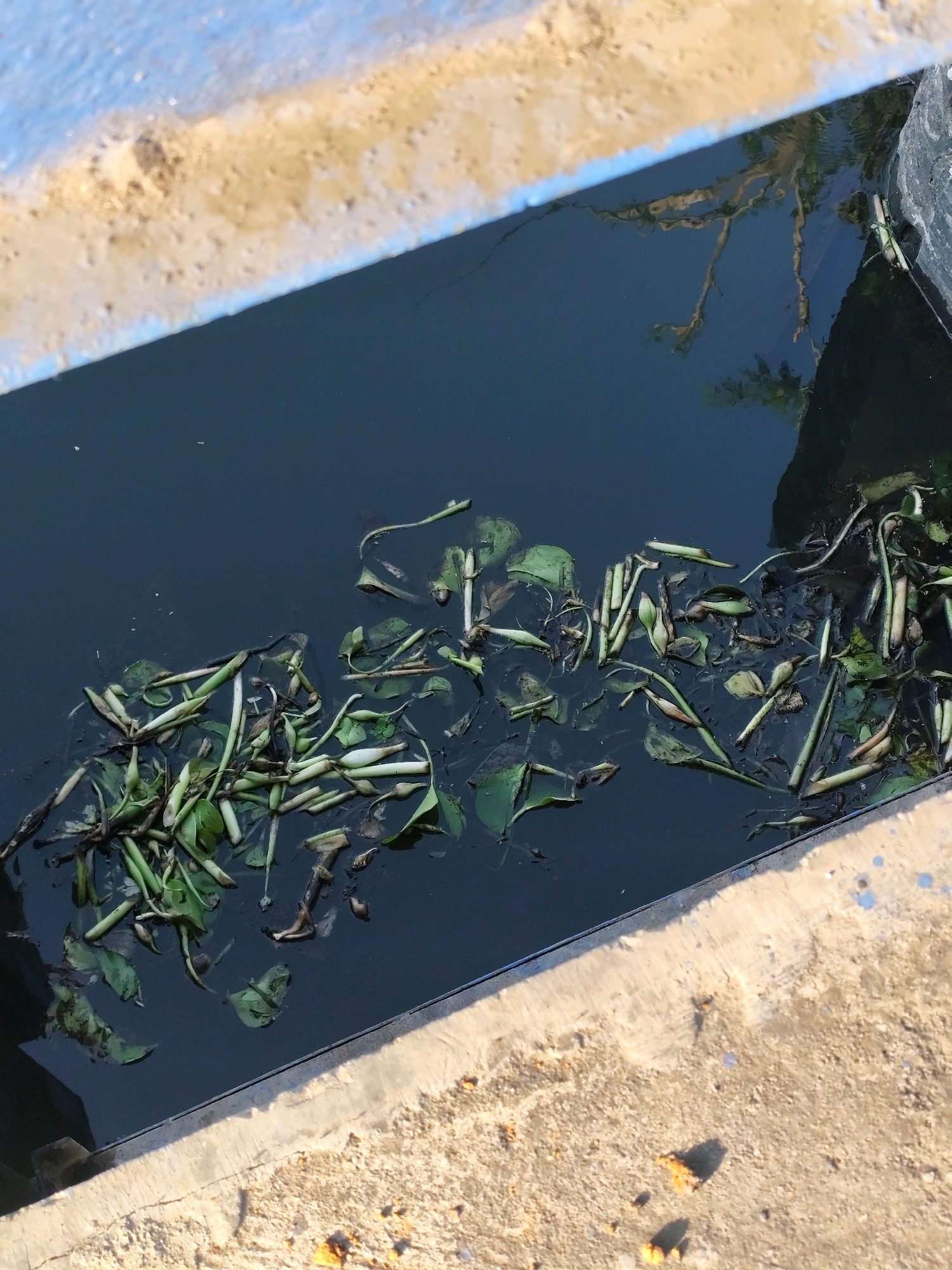 The image shows a close-up view of a drainage ditch filled with dark, murky water. Scattered across the surface of the water are numerous green plant fragments, including stems, leaves, and what appear to be flower buds. Some of these plant materials are submerged, while others float on top. The edges of the ditch are lined with concrete and what appears to be sandy soil. A blue-colored edge is visible along the top of the ditch. The surrounding environment suggests an outdoor setting, possibly in a less maintained area. The overall impression is one of debris accumulation in a water channel. The location is Tirtomulyo, Indonesia.