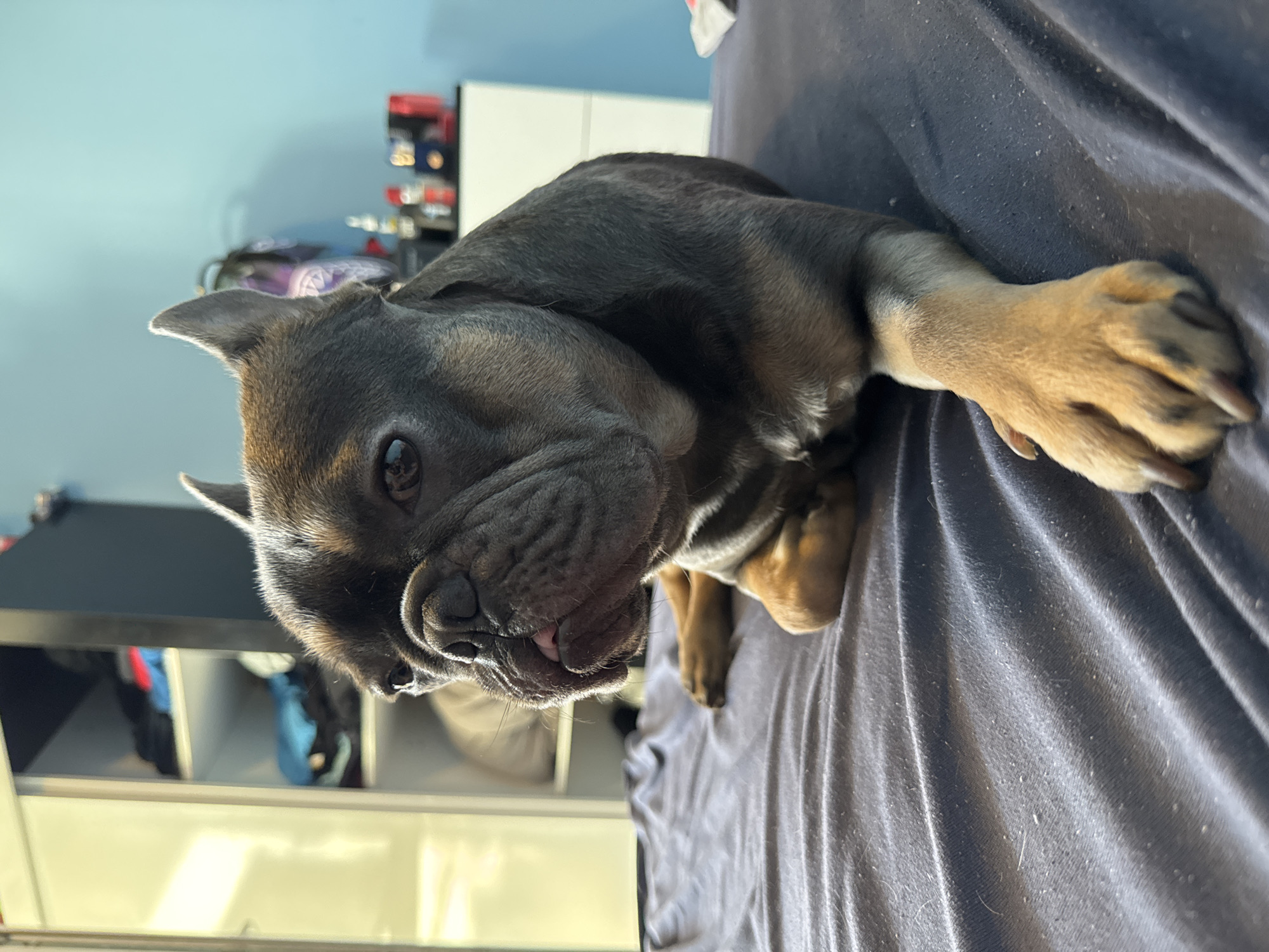 A charming French Bulldog puppy is captured in a close-up, lying on a dark fabric surface, likely a bed or blanket. The puppy’s head is slightly tilted, and it looks directly at the viewer with wide, dark eyes, conveying a sense of curiosity and playfulness. Its fur is a mix of dark gray and brindle, with lighter tan markings visible on its paws and chest. Characteristic French Bulldog features are prominent, including its erect, rounded ears and a wrinkled snout, from which a small, pink tongue peeks out.
The dark gray/blue fabric beneath the puppy appears soft and slightly rumpled, with some lint or pet hair visible on its surface. In the background, a light blue wall stretches across the upper part of the frame, indicating an indoor, residential setting. Below the wall, white furniture, possibly shelves or a cabinet, is visible, holding various indistinct items that add to the domestic atmosphere. The scene is illuminated by bright natural light, suggesting it is daytime. The overall impression is one of a relaxed and endearing pet in a comfortable home environment. No discernible text is visible in the image. This typical indoor scene could be from a home in Burgas, Bulgaria.
