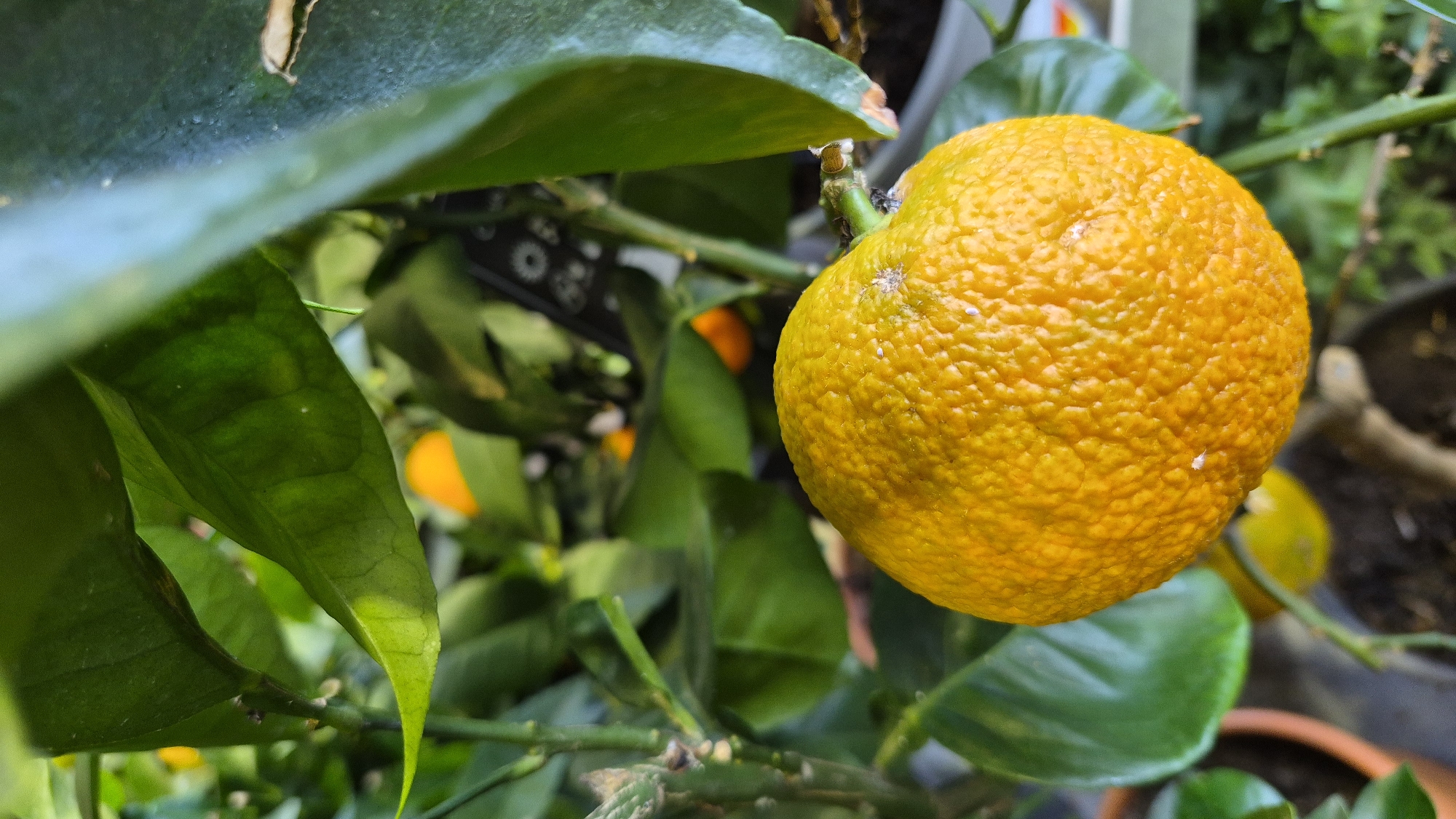 A close-up, vertical shot captures a ripe, bumpy, orange fruit hanging from a branch amidst lush green leaves. The fruit, likely a citrus variety such as a kumquat or small orange, is the dominant subject, positioned in the foreground and slightly off-center. Its textured skin displays a vibrant yellow-orange hue, with subtle variations in color indicating its ripeness. Several green leaves, some larger and darker, others smaller and lighter, surround the fruit, providing a natural backdrop. The shallow depth of field blurs the background, hinting at a collection of similar plants or a garden setting. No people or specific urban landmarks are visible, making it impossible to determine a location within Daugavpils, Latvia. The image conveys a sense of natural growth and freshness, with the fruit appearing ready for harvest.