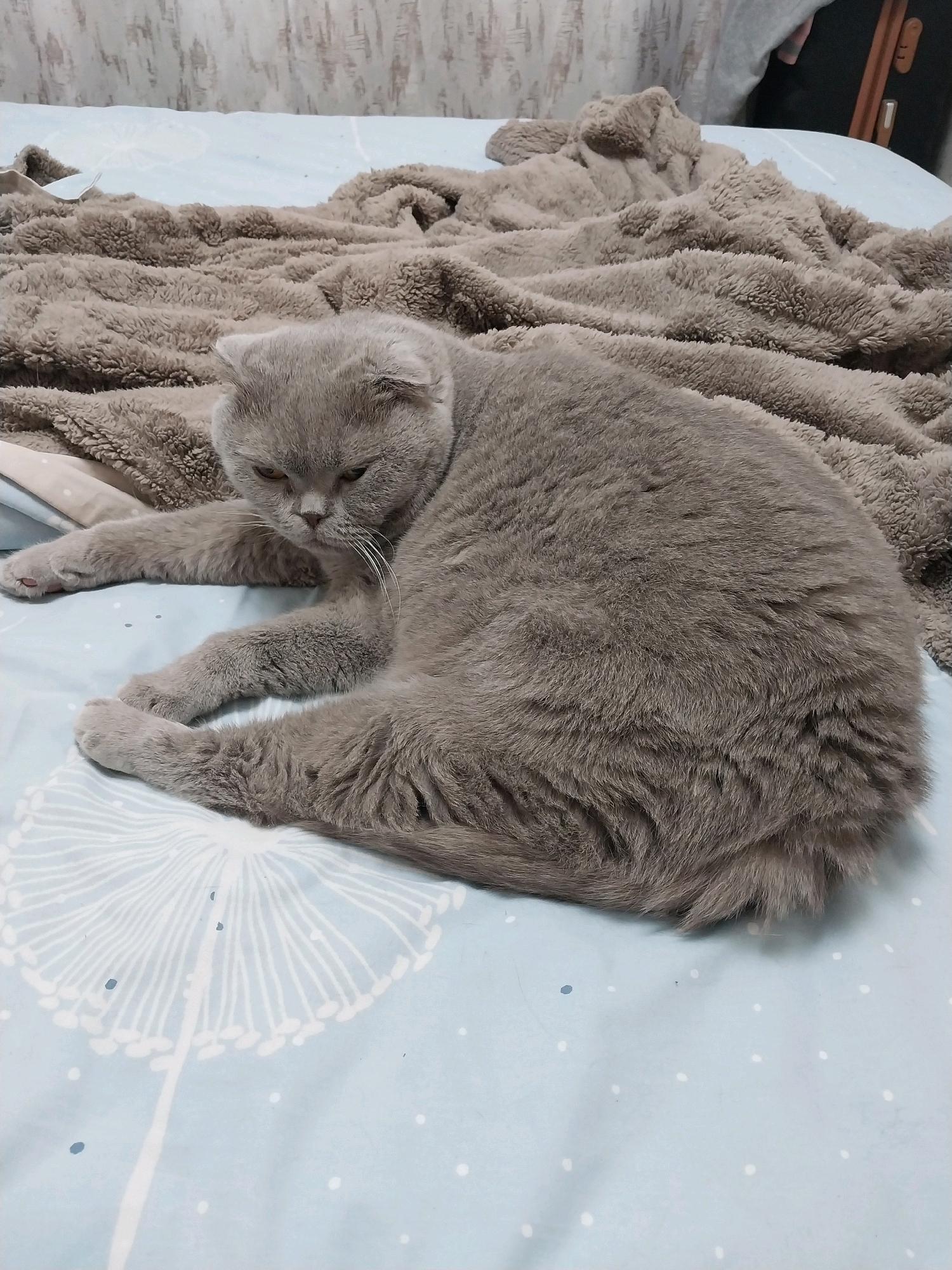 A grey Scottish Fold cat is lying on a bed. The cat is in the center of the image, curled up on its side. The bed is covered with a light blue sheet with a white dandelion pattern and a brown fluffy blanket. The background is blurry, but appears to be a wall with curtains. The cat's ears are folded forward, and its eyes are partially closed. The cat's paws are visible, and its tail is tucked around its body. There are no people or other animals in the image. The scene is indoors, likely in a bedroom.