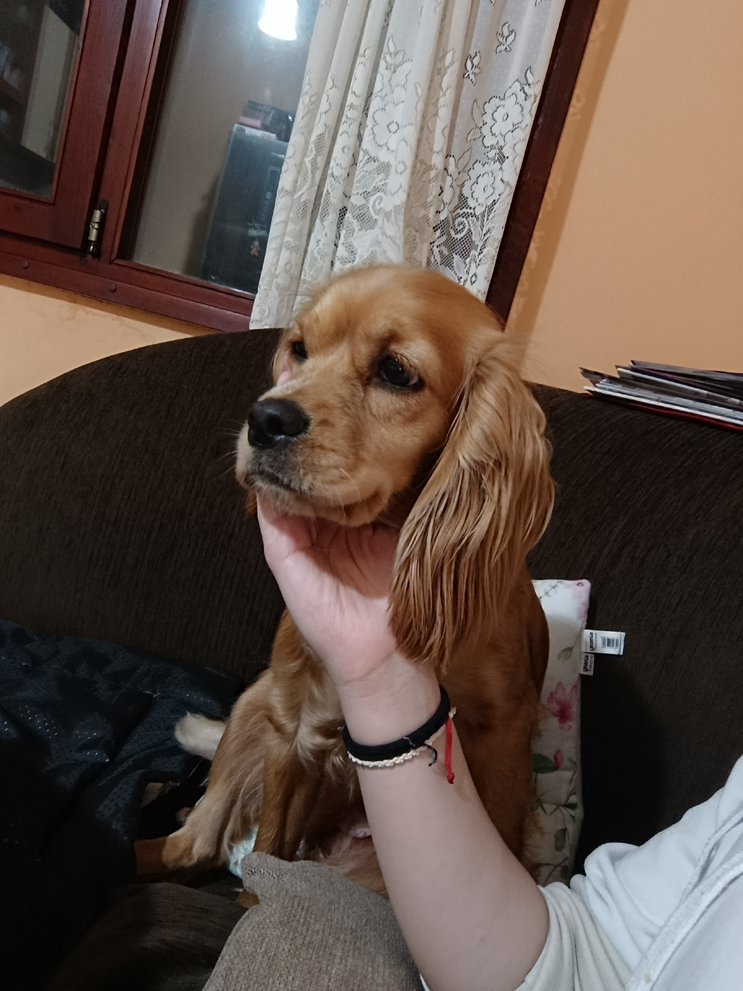 A cocker spaniel sits on a dark brown couch indoors. The dog is golden brown in color, with long, floppy ears. A person's hand is gently holding the dog's face. The person is wearing a white long sleeve shirt and bracelets on the wrist. The background includes a window with lace curtains, a brown frame, and an orange wall. There is also a stack of papers on the couch. The location is assumed to be Pleven, Bulgaria.