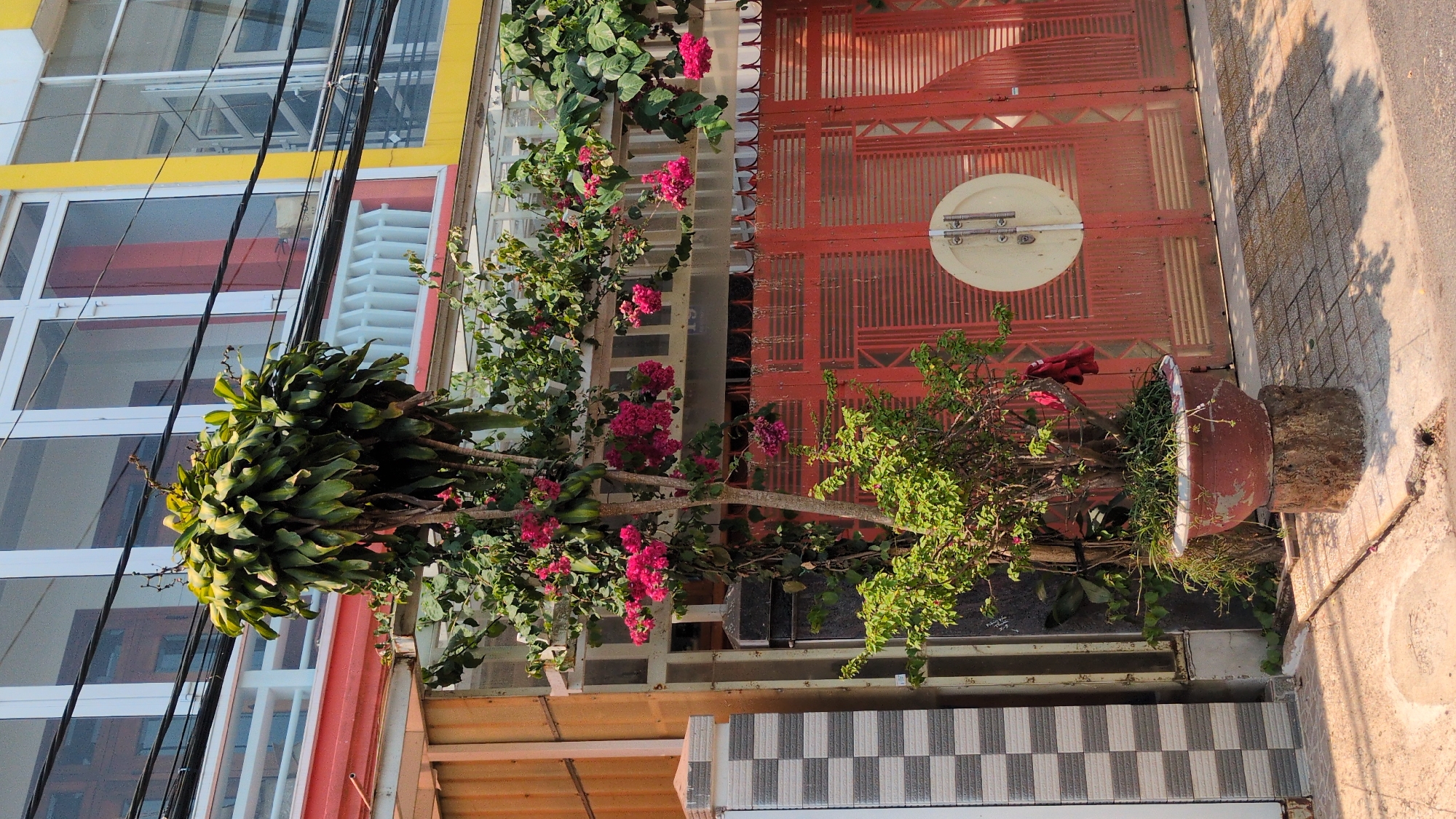 The scene is a street view in Xuân Hương - Đà Lạt, Vietnam. A multi-story building with yellow and white framing is partially visible on the left. A large clump of green leafy plants protrudes from the building's façade. Next to the building is a metal gate painted in a faded red color with a circular white sign affixed to it. A large potted plant sits in front of the gate, containing a small tree with pink flowers and other greenery. The pot sits on a concrete base. The foreground shows a tiled walkway. The overall lighting indicates it is daytime, with shadows visible. The image is vertically oriented.