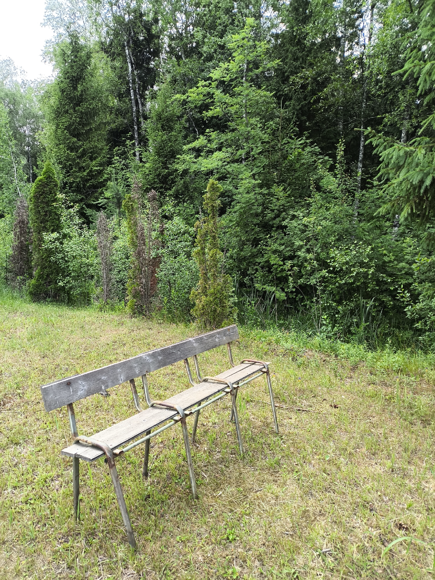 The image depicts an outdoor scene in what appears to be a park or a wooded area. In the foreground, a weathered, grey wooden bench with a metal frame is positioned on a grassy area. The bench has two seating planks and a backrest, all showing signs of age. The grass is a mixture of green and dry patches, with some scattered twigs and leaves.
Behind the bench, a dense line of coniferous trees and various other green foliage forms a backdrop, suggesting a forest edge or a well-treed garden. The trees range in height and density, with some appearing as tall spruces and others as smaller, cultivated evergreens. The lighting suggests it is daytime, with a slightly overcast sky, as indicated by the soft shadows. There are no people visible in the image. The scene is static and tranquil, with the focus on the bench and the surrounding natural environment. The overall impression is one of a quiet, natural setting, possibly a place for rest or contemplation.