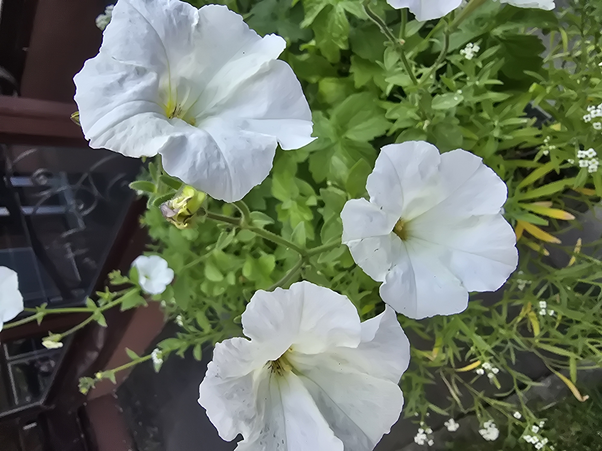 Three white petunias are the main subjects in this image, framed by lush green foliage. The flowers exhibit delicate, ruffled petals and some have subtle yellow centers. In the background, a dark, possibly wooden, structure with a reflective surface and hints of metalwork can be observed, suggesting an outdoor setting such as a balcony or garden. The overall impression is of a well-maintained floral display. The location is identified as Sofiivska Borshchahivka, Ukraine.