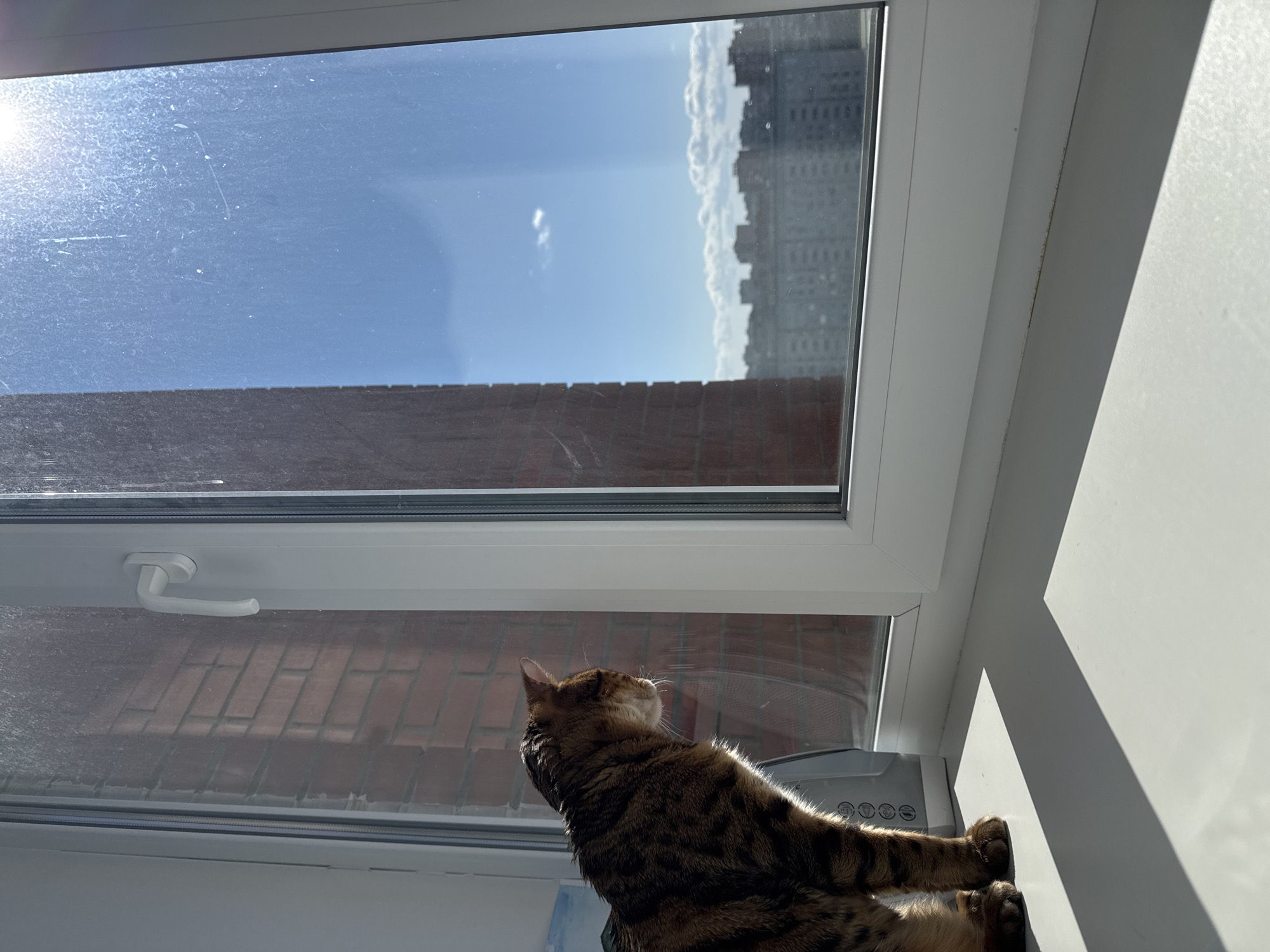 A high-angle, low-shot photograph captures a domestic cat basking in direct sunlight by a window on a bright, clear day. The cat, a tabby or Bengal breed with striking brown and black patterned fur, sits on a white windowsill or ledge. It is viewed in profile, its head tilted upwards towards the sun, with its fur brightly illuminated. Its front paws are visible, tucked in front of its body.
Through the upper pane of the white PVC-framed window, a vast blue sky is visible, featuring a strong sun glare in the top-left, which highlights dust and streaks on the glass. In the upper right, the dark silhouettes of tall urban buildings with numerous windows rise against the sky. Below the sky, a red brick wall or building facade is seen through the lower pane, which also shows signs of dirt. A white window handle is present on the lower frame.
To the right of the cat, a light-colored appliance with indistinct circular controls is partially visible. Intense sunlight streams through the window, casting sharp shadows on the adjacent white wall. No legible text is visible in the image. The scene suggests a peaceful, warm environment, with the cat comfortably enjoying the sun's warmth.