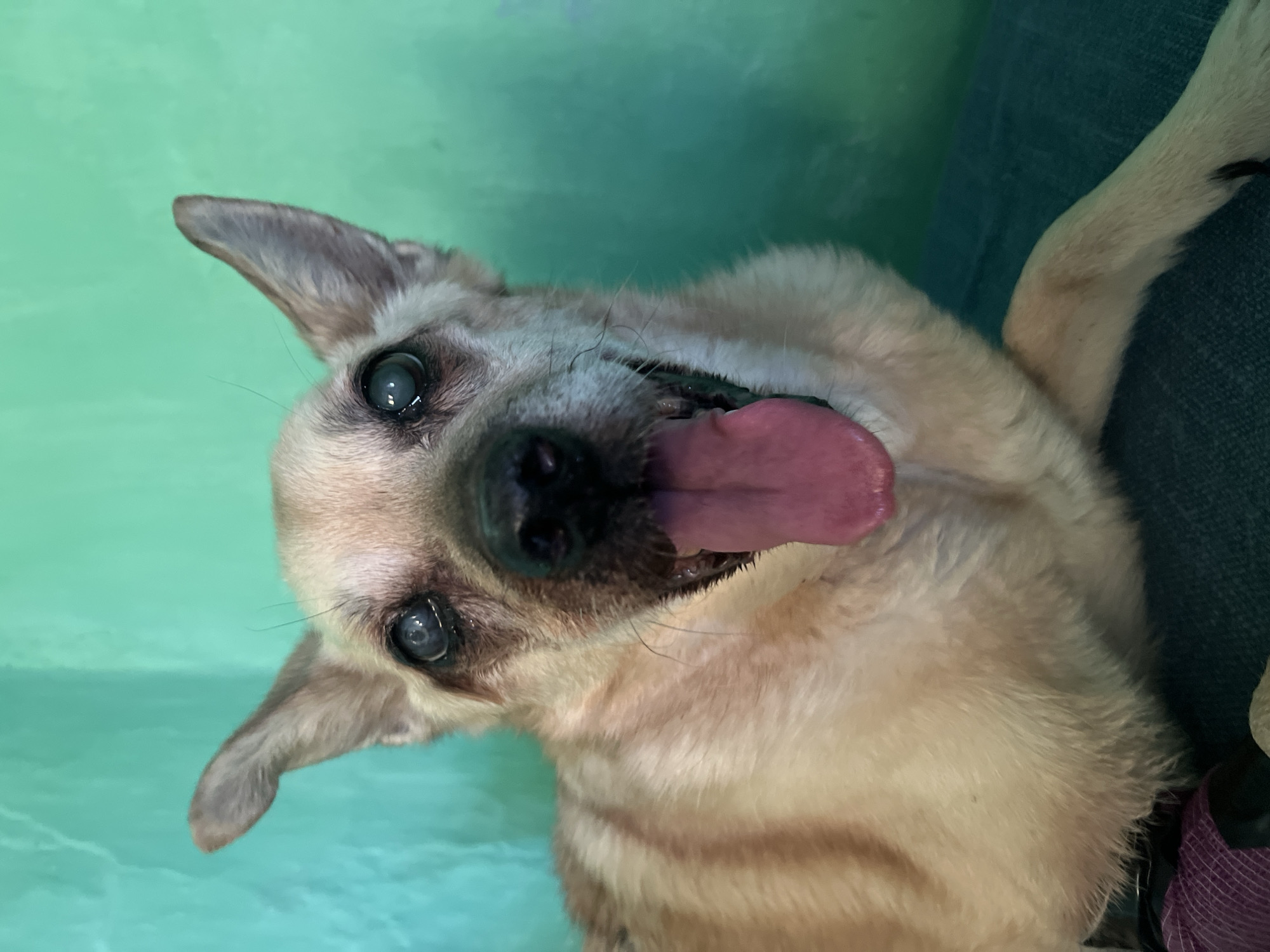 A medium shot features an elderly chihuahua mix dog with cloudy eyes panting with its tongue out. The dog is light brown with darker brown stripes on its fur. The background is a turquoise, textured wall. The dog is lying down on a dark green surface. The dog is not in Nizhny Tagil, Russia.