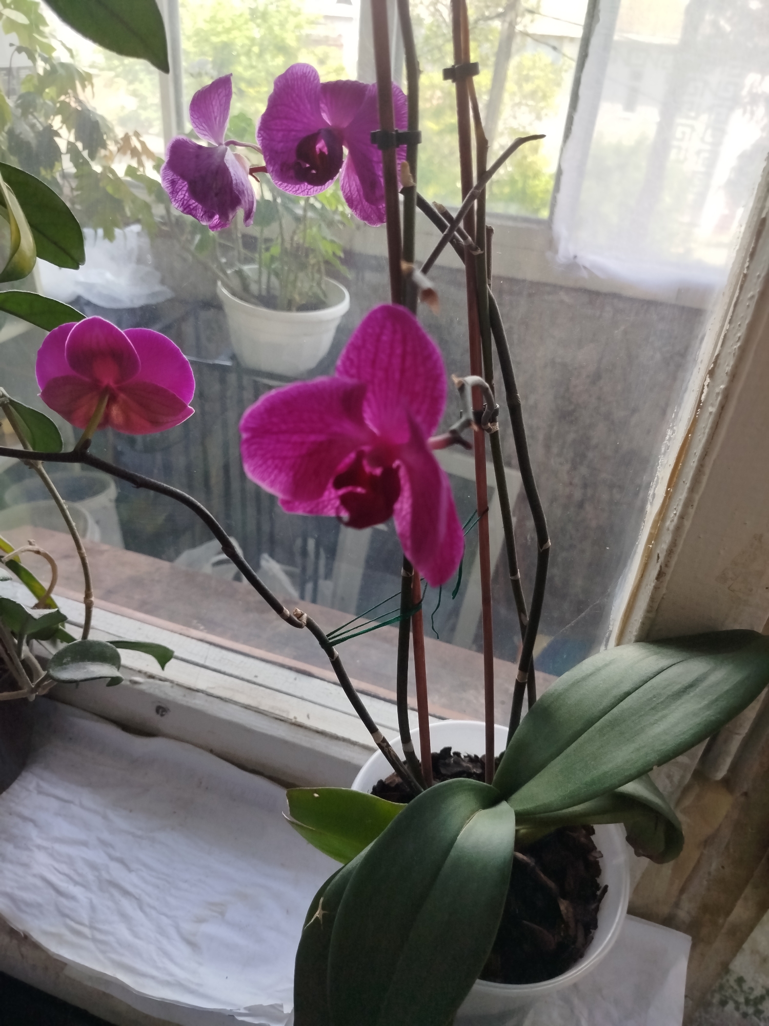 An orchid plant with vibrant fuchsia blooms sits on a windowsill in Romny, Ukraine. The plant, in a white plastic pot filled with bark, is supported by thin stakes. The windowsill, likely made of wood, is weathered and appears to have some peeling paint. Behind the orchid, a window with a translucent curtain reveals a blurred outdoor scene with greenery and possibly buildings. The overall impression is of an indoor plant set against a backdrop of natural light and a visible urban environment.
