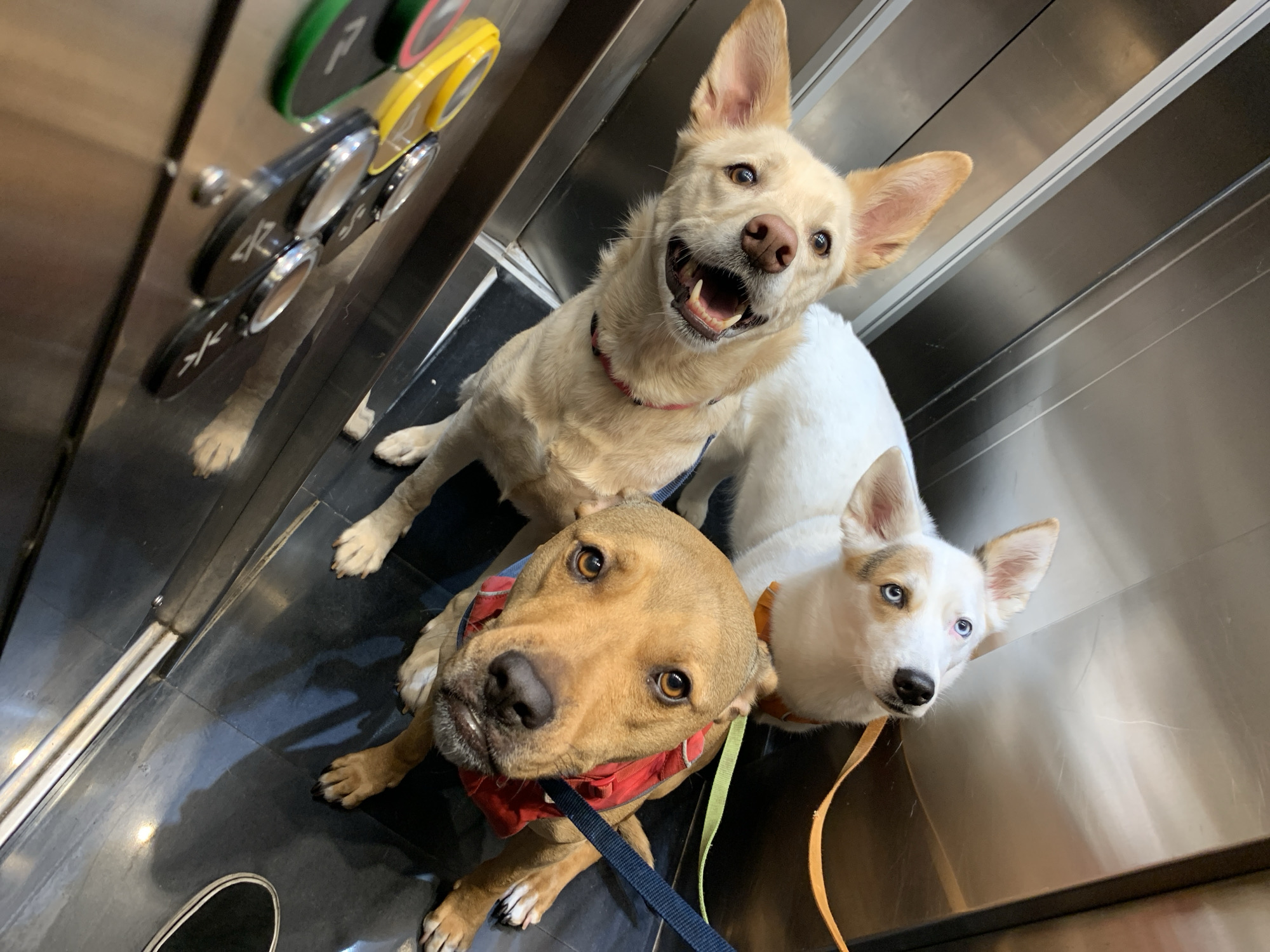 Three friendly dogs are captured inside a modern elevator, likely in Tel-Aviv, Israel. The elevator features shiny metallic walls and a panel of circular buttons mounted vertically. These buttons have green, yellow, and black exteriors with metallic silver centers, some displaying symbols like directional arrows and an 'X'.
In the upper center of the frame, a light-colored dog with pointy ears and a red collar looks directly at the camera with an open-mouthed, seemingly happy and excited expression. To its lower left, a tan-colored dog, possibly a pitbull mix, wears a red harness and a blue leash. It gazes intently at the viewer with big, warm, dark eyes. On the lower right, a smaller white dog with some light brown markings, distinct bright blue eyes, and an orange collar also looks upwards, appearing curious and alert.
All three dogs are either standing or sitting calmly on the dark, reflective floor tiles of the elevator. Leashes are visible, suggesting they are accompanied by an owner, whose shoe is partially visible in the bottom left corner. The dogs' expressions convey a sense of excitement and curiosity, creating a charming and lively scene within the confined space of the elevator.
