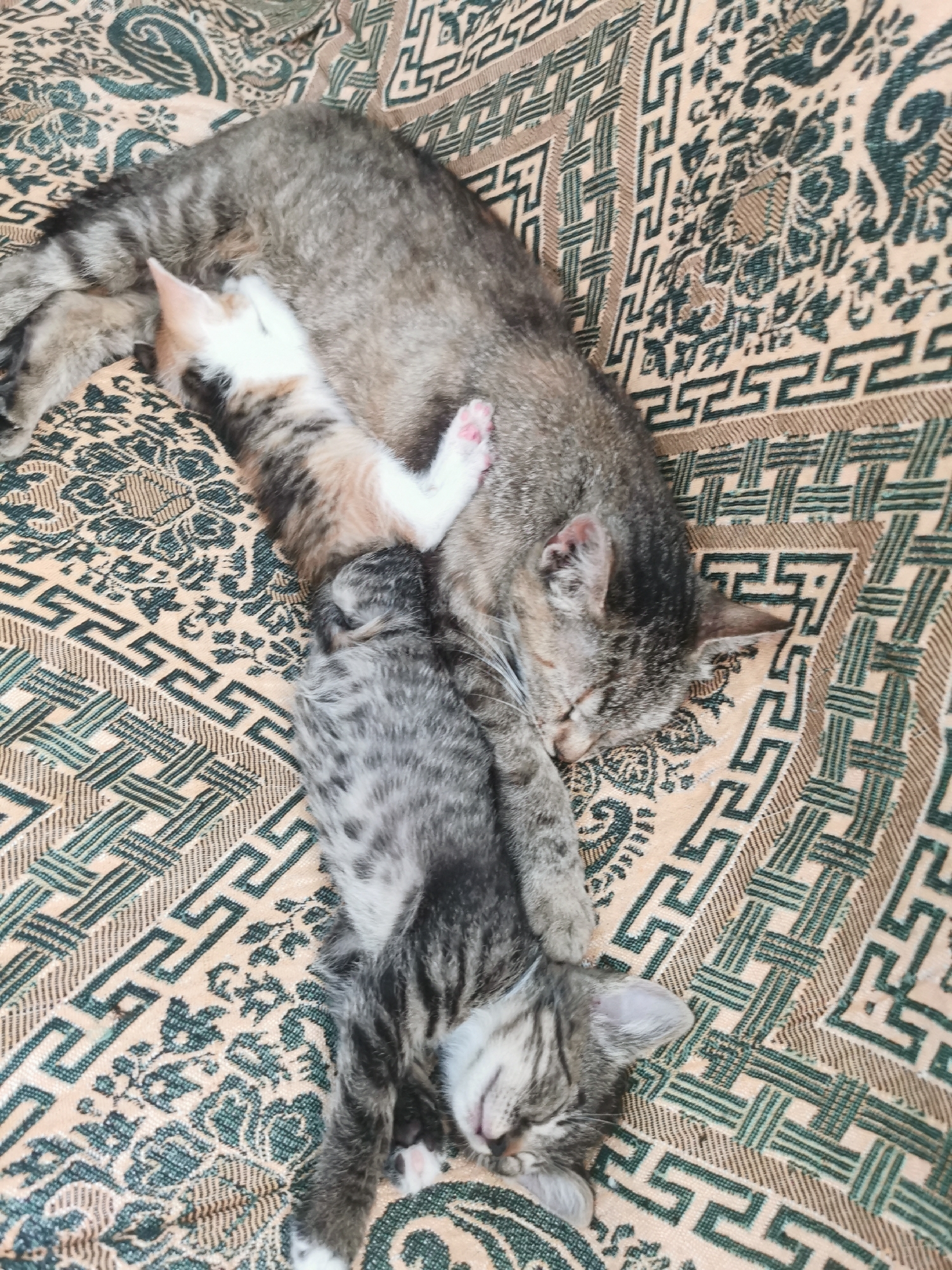 A tabby cat is sleeping on a patterned blanket with two kittens. One kitten is nestled against the mother cat's belly, and another kitten is sleeping near the mother cat's tail. The blanket has a geometric pattern with shades of beige and green. The scene appears to be indoors. The location of Pociumbeni, Moldova is not depicted or suggested by the image.