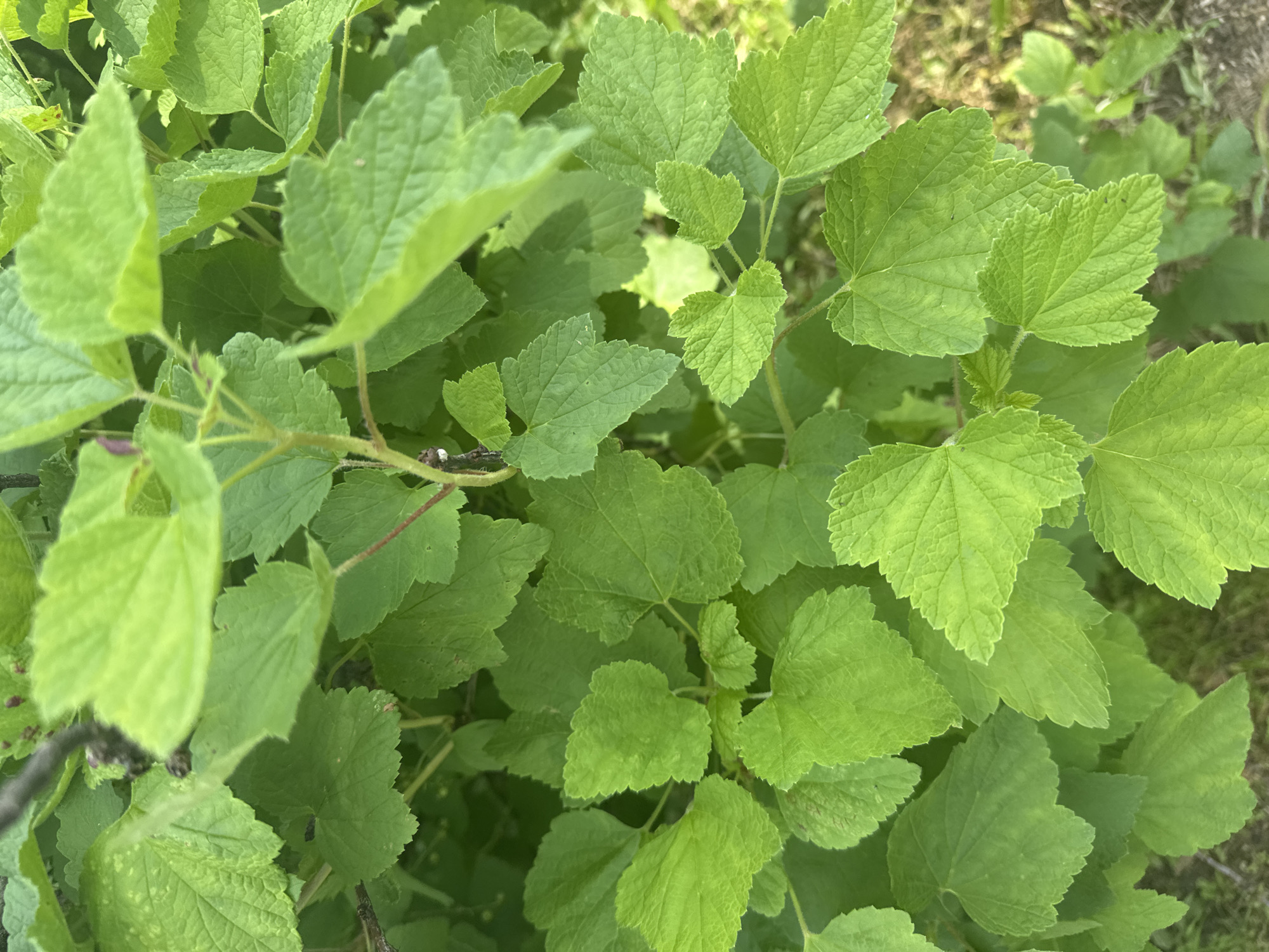 The image displays a close-up view of lush, vibrant green leaves belonging to a bush. The leaves are broad with serrated edges and exhibit a slightly crinkled texture. Some leaves show a lighter green hue in their centers, while others are uniformly colored. Thin, reddish-brown stems are visible, interspersed among the foliage, with a few small, dark reddish buds or remnants of flowers. The background consists of a soft, blurred green and brown texture, suggesting other foliage and possibly soil or dry grass. The lighting appears natural, casting subtle shadows and highlighting the details of the leaves. This scene is likely located in a natural outdoor environment, such as a garden or park, in the city of Luptyug, Russia. There are no people or animals visible in the image.