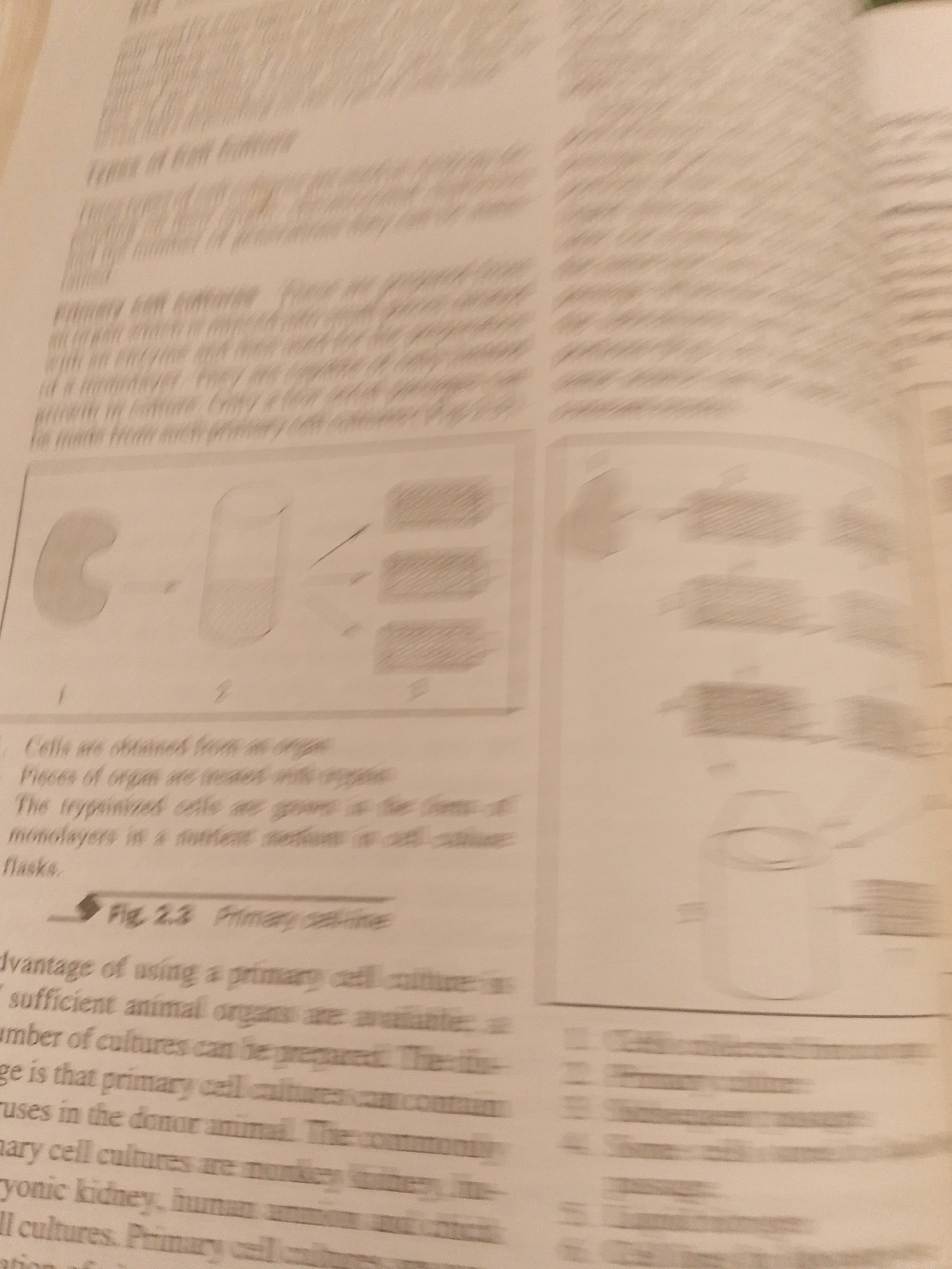 The image displays a page from a textbook or scientific document. The primary subject is educational material about cell cultures, with diagrams and text explaining the process. There are no people or animals visible. The objects are scientific illustrations depicting cell preparation and growth in laboratory settings, including beakers, flasks, and what appears to be tissue samples. The scene is a still image, with no discernible activity or event taking place beyond the presentation of information.
Notable details include the figure caption "Fig. 2.3 Primary cell culture" and a numbered list that seems to outline steps or types of cell cultures. The text discusses obtaining cells from organs, using trypsin to separate cells, and growing them in nutrient media within flasks. The lighting is consistent with indoor illumination, typical of a study or library environment. There are no strong indicators of time of day or weather.
The visible text, though partially obscured and blurry, includes terms related to biology and laboratory procedures such as "cells," "organ," "culture," "trypsinized," "monolayers," "nutrient medium," and "flasks." The context suggests a scientific or biological lesson. The location context "Jalingo, Nigeria" is not directly inferable from the image itself but is provided as external information. Therefore, the description focuses solely on the visual content of the image.