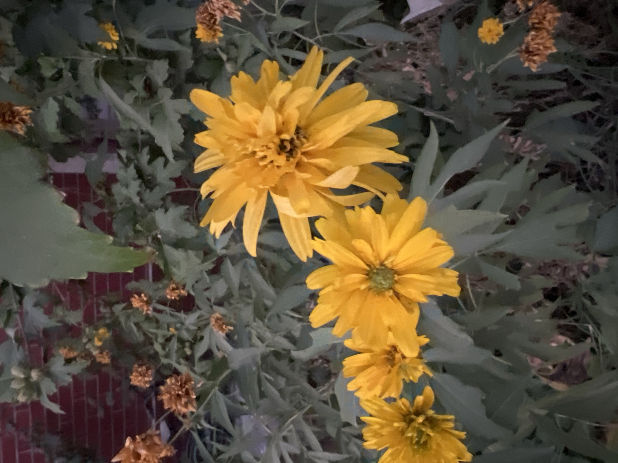 This is a close-up, eye-level, medium shot of several bright yellow flowers, likely Rudbeckia hirta, in varying stages of bloom. The flowers are positioned in the foreground and mid-ground, with some wilted, brownish flowers visible in the upper left and right portions of the frame. The foliage is a deep green, and a brick wall, appearing to be red, is visible in the background. The lighting suggests it is dusk or dawn. The overall scene is of a garden or yard. There is no indication of the city of Tashkent, Uzbekistan, or any people present in this image.