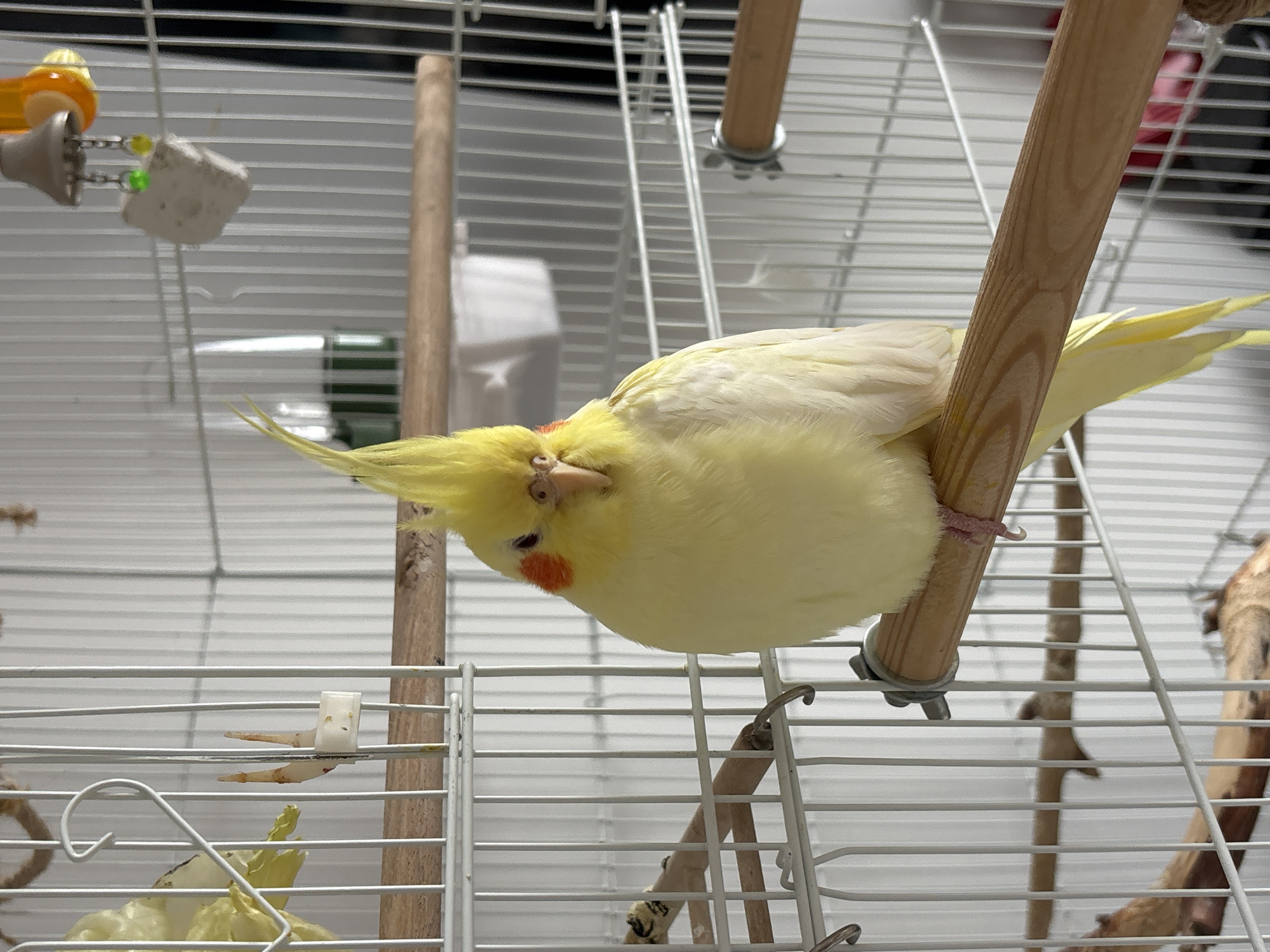 A yellow cockatiel clings to a wooden perch inside a white wire birdcage. The cage contains other perches and toys. The location is not discernible from the image.