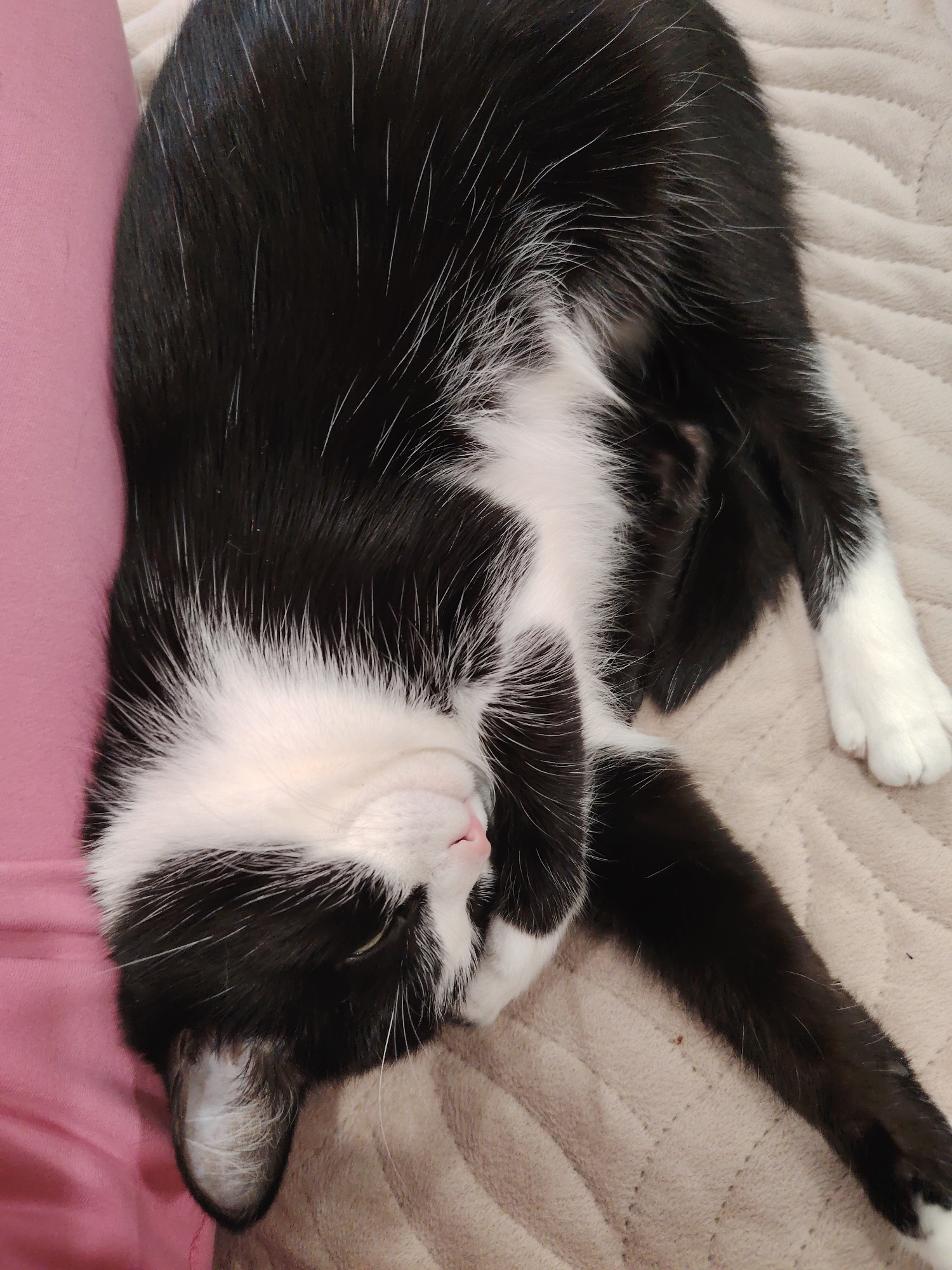 A black and white tuxedo cat is lying on a beige blanket. The cat is lying on its side with its head near a pink surface. The cat's paws are tucked near its face. The cat appears to be sleeping. The location is Unknown, Unknown.
