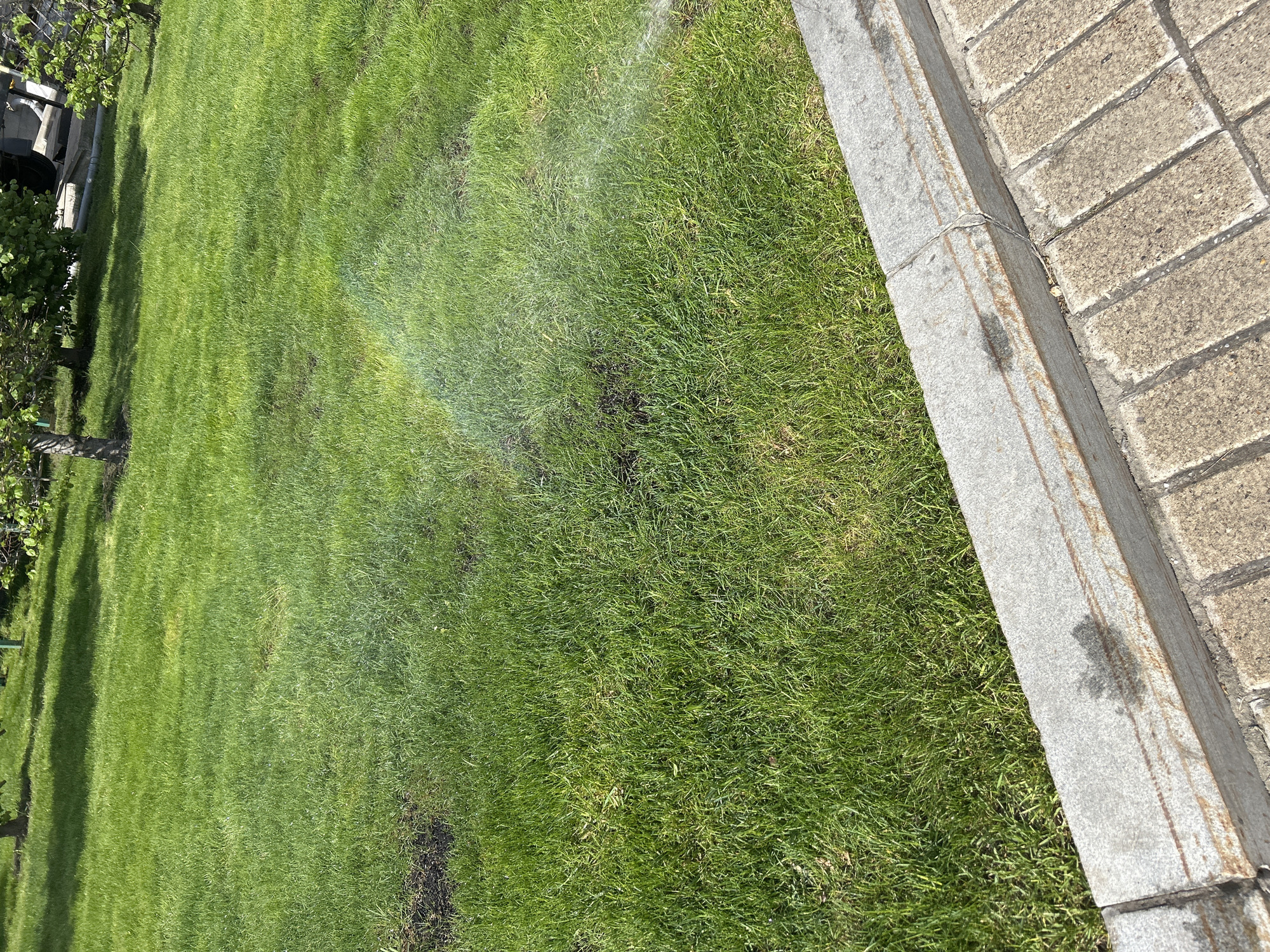 The image shows a grassy lawn adjacent to a concrete curb and brick pavers. The lawn appears to be watered or wet, as there's a faint indication of a rainbow in the area where the sun hits the water droplets. There are some darker patches on the grass, potentially indicating areas with less growth or different types of vegetation. The concrete curb has some discoloration, possibly from water runoff or staining. A tree trunk and foliage are visible on the left edge of the frame.