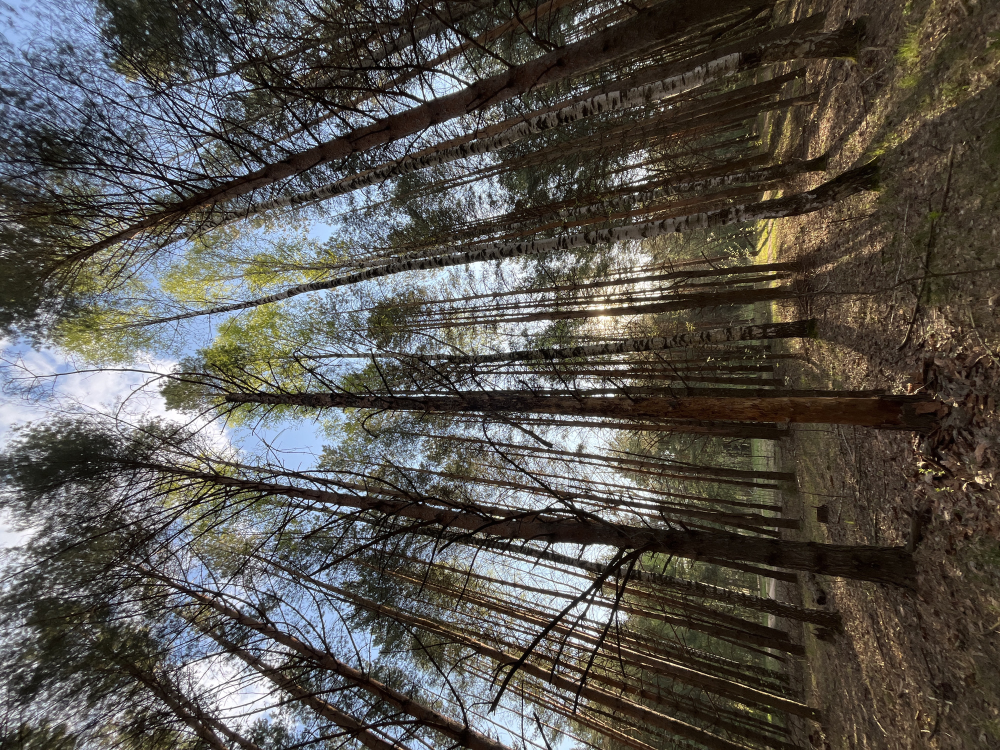 The image shows a view looking upwards through a dense forest. The tall, slender trees are predominantly pines, interspersed with some birch trees recognizable by their white bark. The angle of the shot emphasizes the height and density of the tree trunks. The sky is visible in patches through the canopy, showing a light blue color with some wispy clouds. The light appears bright and slightly diffused, suggesting midday sun filtering through the foliage. The ground is covered with leaf litter and appears uneven. The scene evokes a sense of being surrounded by nature, with a focus on the verticality and density of the forest. The exact location in the city of Chaikovsky, Russia cannot be specifically identified based on visual information alone.