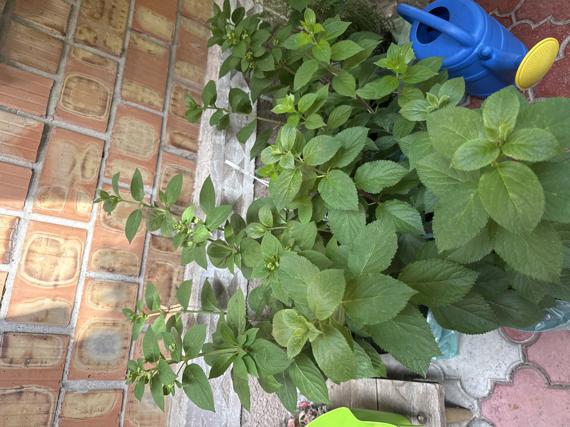 This media file is a top-down, eye-level shot of a small garden area. The scene is outdoors, with brick paving and some plants.
The primary subjects are a cluster of green leafy plants in the foreground. These plants have broad, serrated leaves and appear to be in pots, though the pots themselves are mostly obscured by the foliage. Some of the plants have small, underdeveloped buds. To the right of the plants, a bright blue watering can with a yellow spout is visible, resting on the paving. The background consists of a brick wall constructed from reddish-orange bricks, laid in a pattern. The ground is paved with interlocking bricks, some pink and white, others a lighter greyish-white.
No people are visible in the media file. The activity appears to be gardening or plant care, suggested by the presence of the watering can. The lighting suggests it is daytime, possibly late morning or afternoon, with sunlight casting shadows. The overall impression is of a domestic garden setting. There is no visible text in the media file. The location context provided is Obukhivka, Ukraine.
