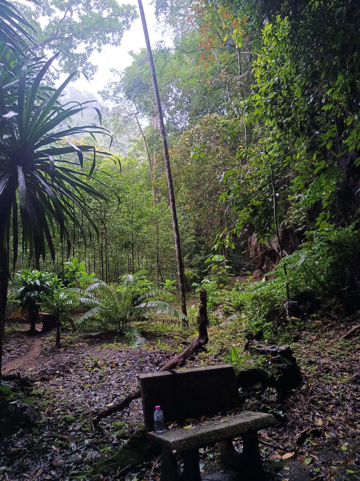 The image depicts a scene in a lush, green forest, possibly a tropical rainforest environment. The location is unknown. The foreground features a weathered concrete bench with a plastic water bottle resting on it. The ground is covered in damp leaves and vegetation, suggesting a recent rain or high humidity. A variety of trees and plants fill the scene, with tall, slender trees reaching towards the sky and a dense undergrowth of ferns and other foliage. There is no sign of any people. The light is dim and filtered through the dense canopy, creating a somewhat mysterious and secluded atmosphere. A small rock face is visible to the right, covered with dense vegetation. A large tree is placed left of the image.