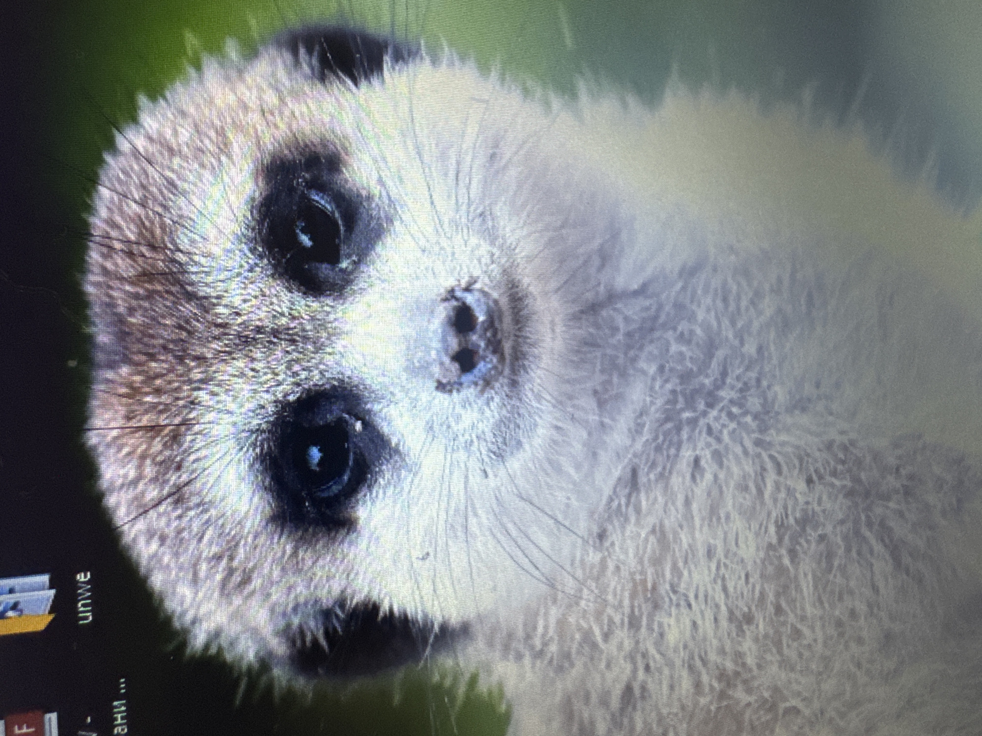 This media file is a close-up photograph of a meerkat's face, oriented sideways. The meerkat's head is the primary subject, filling most of the frame. It has dark, prominent eyes with a reflective glint. Its snout area is clearly visible, with a small, dark nose and surrounding whiskers. The fur appears short and bristly on its head, transitioning to a softer, fluffier texture on its neck and body, which extends out of the frame. The background is blurred and appears to be a natural setting with green foliage.
On the left side of the frame, a portion of a computer desktop is visible. There are several icons and some text, suggesting the image might be a desktop wallpaper. The visible text includes "UNWE" and what appears to be the beginning of a Russian word "ан..." followed by ellipses. The lighting suggests it could be daytime, but no specific time is indicated. There are no discernible weather conditions or strong emotional cues from the meerkat's expression, which appears alert and curious. The overall impression is a natural portrait of a meerkat, potentially captured as a digital wallpaper.