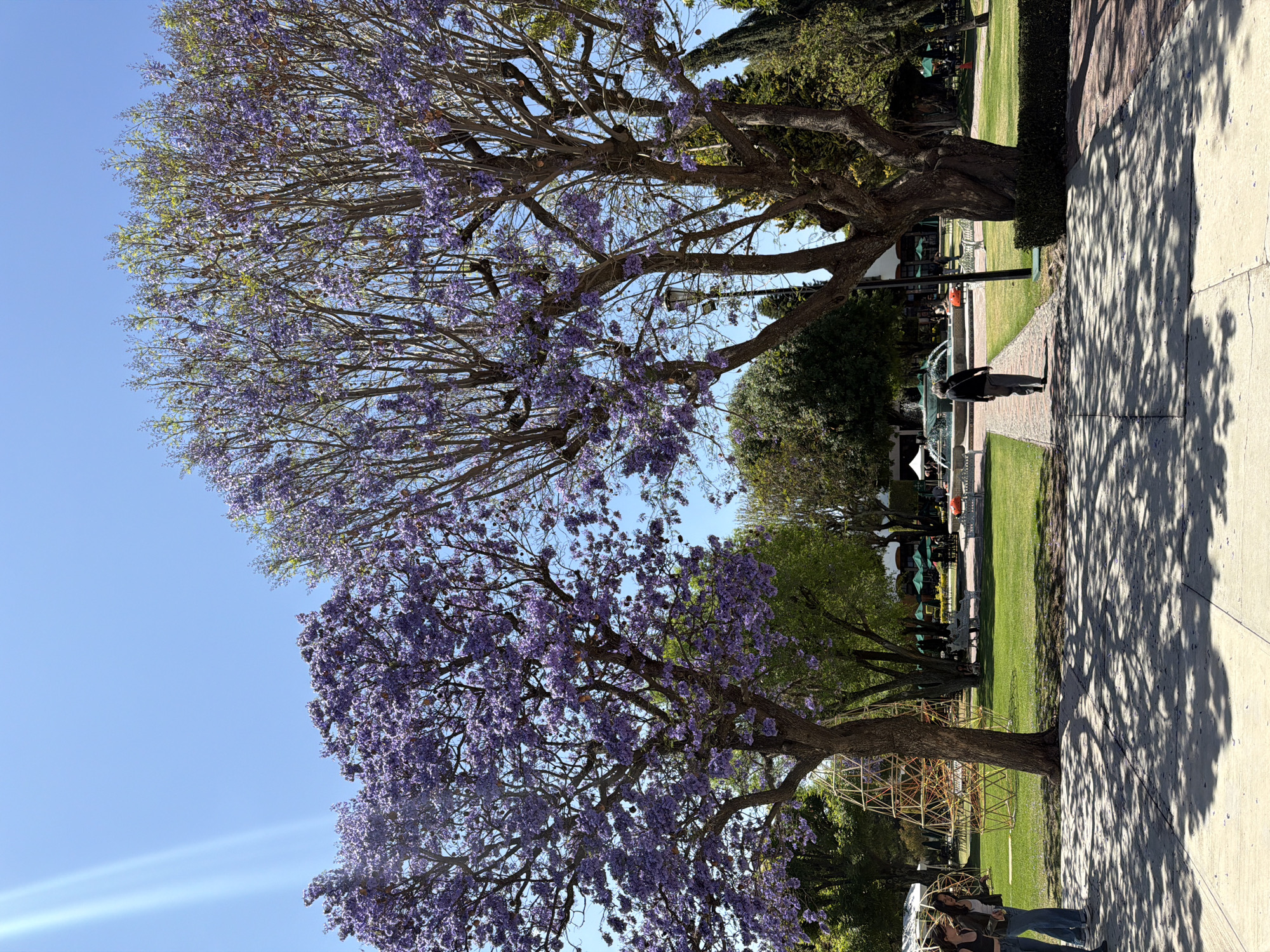 The image depicts a vibrant outdoor scene on a sunny day at the campus of the Universidad de las Américas Puebla (UDLAP) in San Andrés Cholula, Mexico. In the foreground, two large jacaranda trees, dense with purple blossoms, frame the view and cast intricate shadows across the concrete pavement. Sunlight creates visible lens flares in the upper left sky.
To the left, two individuals, appearing to be young females in casual attire (jeans, tops), walk towards the camera, partially visible at the frame's edge. Behind them, two open-frame geometric sculptures, one pyramidal and one spherical, made of light-colored material, are positioned on a grassy lawn.
A lone individual, seen from behind, walks away from the camera down a central brick-paved path towards a multi-tiered fountain actively spouting water in the mid-ground. This person is dressed in dark clothing.
Beyond the fountain, numerous white park benches are visible on the green grass. In the background, scattered groups of people are seated under green market-style umbrellas, suggesting outdoor cafe or gathering areas. Other green trees and foliage are present throughout the park-like setting. A black, ornate street lamp stands behind the right jacaranda tree. Purple jacaranda blossoms are scattered on the paved ground. The sky is clear and bright blue.