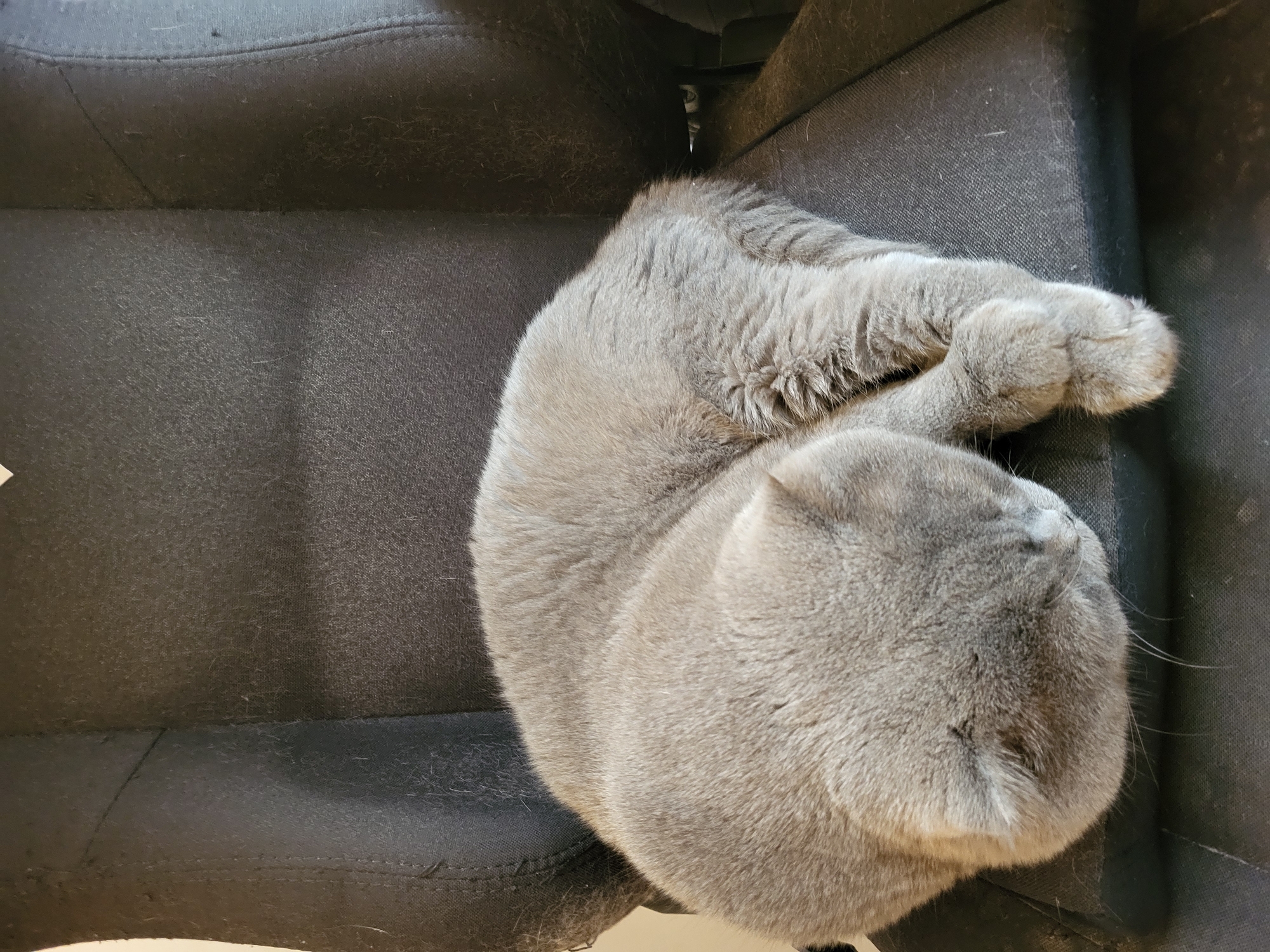 A gray cat is curled up asleep on a dark fabric chair. The cat's fur is soft and appears to be short. The chair appears to be worn, with visible lint and possibly cat hair clinging to the fabric. The background is dark and out of focus, suggesting the lighting is dim. The image is taken from a high angle, looking down at the cat. The cat's paws are tucked under its body. The scene appears to be indoors, possibly in a home or office. There are no other subjects or objects of note in the image.
