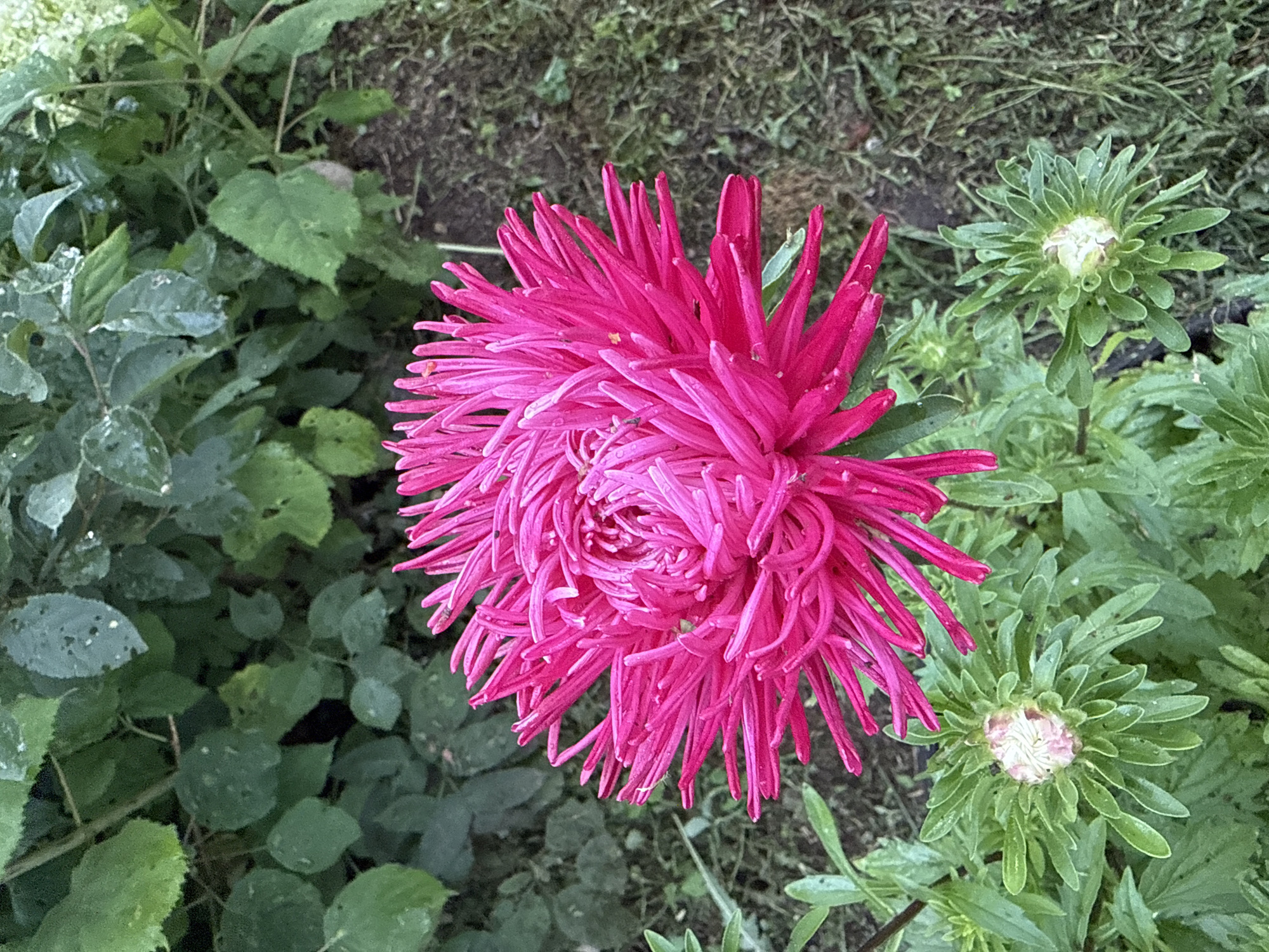 A close-up, eye-level shot features a vibrant pink aster in full bloom, its numerous delicate petals forming a dense, star-like pattern. The flower is centrally positioned against a background of lush green foliage and dark, dry soil. To the lower left and right of the main bloom are two unbloomed aster buds, their green sepals tightly enclosing pale pink centers. The scene is set outdoors, likely in a garden in Irinovka, Russia, given the presence of common garden flora. The lighting suggests it is daytime, possibly overcast or late afternoon, with water droplets visible on the petals of the blooming aster.