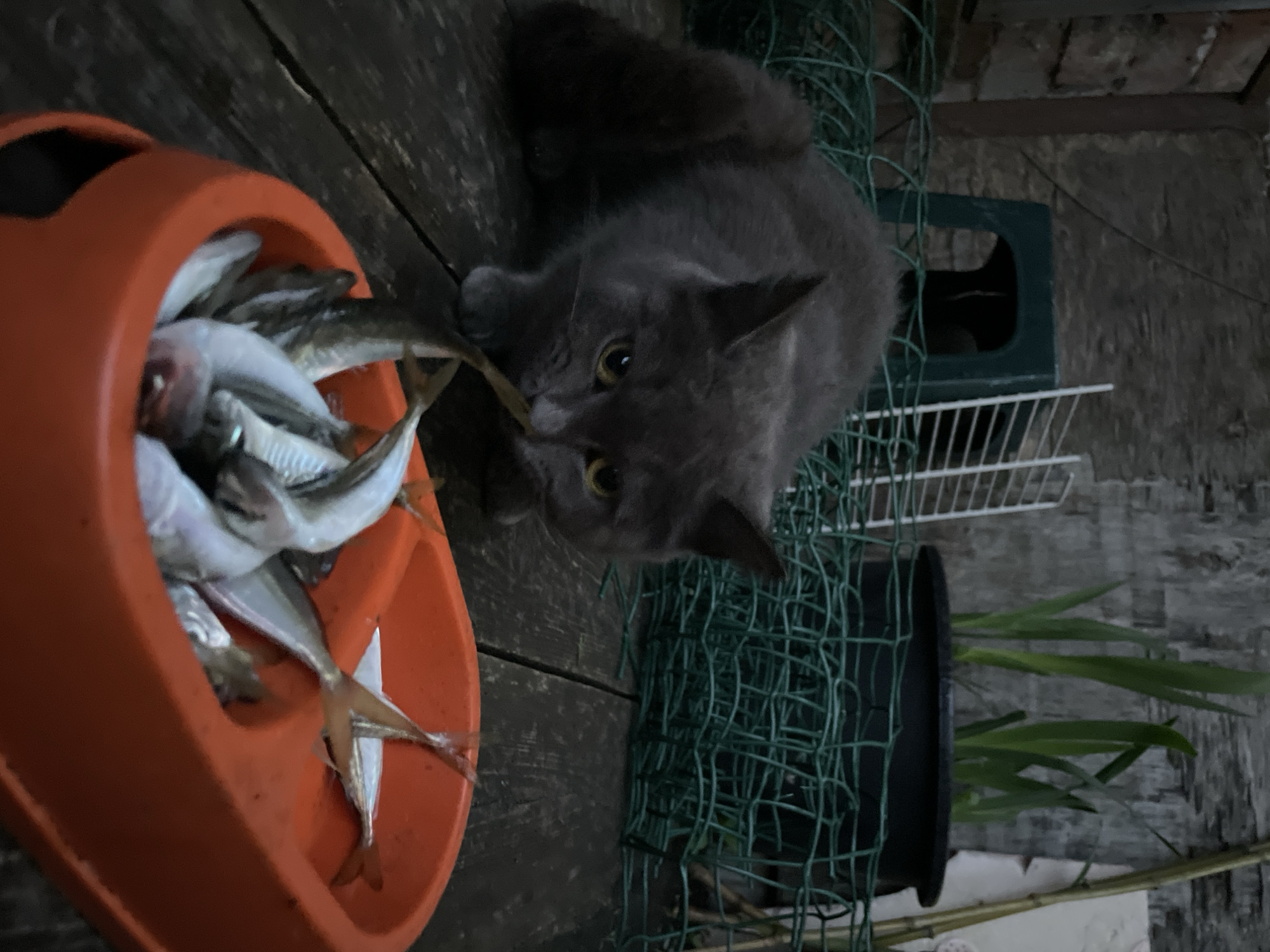 A gray cat is stealing a fish from a orange bowl full of fish. The scene is set on a wooden porch or deck. A green net is visible in the background, along with a potted plant and other objects. The location is Olginka, Russia.