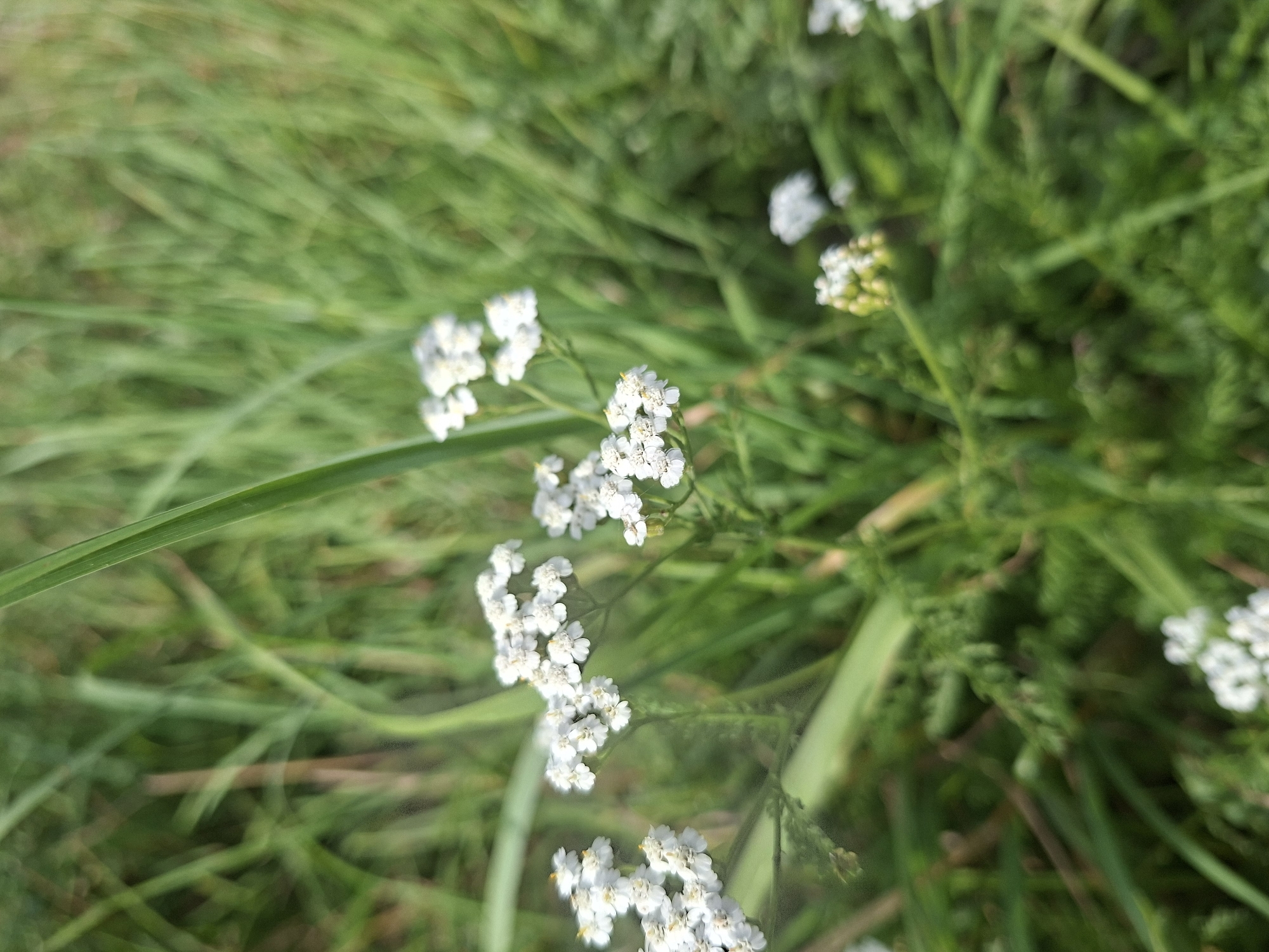 The image captures a close-up, slightly out-of-focus view of white yarrow flowers (Achillea millefolium) growing amongst lush green grass. The flowers are clustered in flat-topped inflorescences, with individual tiny white petals radiating from a central yellow disk. The background is dominated by a dense field of green grass, with some taller blades creating a sense of depth. A long, green grass blade runs diagonally across the upper left portion of the frame, partially obscuring the flowers. The lighting suggests a bright, possibly sunny day. The scene appears to be in a natural outdoor environment, likely a meadow or field, within the Таўкачоўскі сельскі Савет, Belarus. There are no people or animals visible.