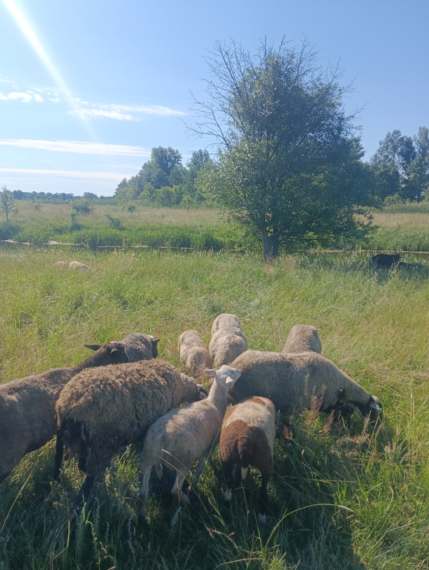 A flock of sheep is gathered in a grassy field under a clear blue sky with a few wispy clouds. A bright sunbeam shines down from the upper left corner, creating a lens flare. The sheep are grazing on the lush green grass, some of them clustered together. In the background, there is a line of trees and a distant body of water. The scene appears to be in a rural or semi-rural setting, likely outdoors on a sunny day. There are no humans visible in the image.