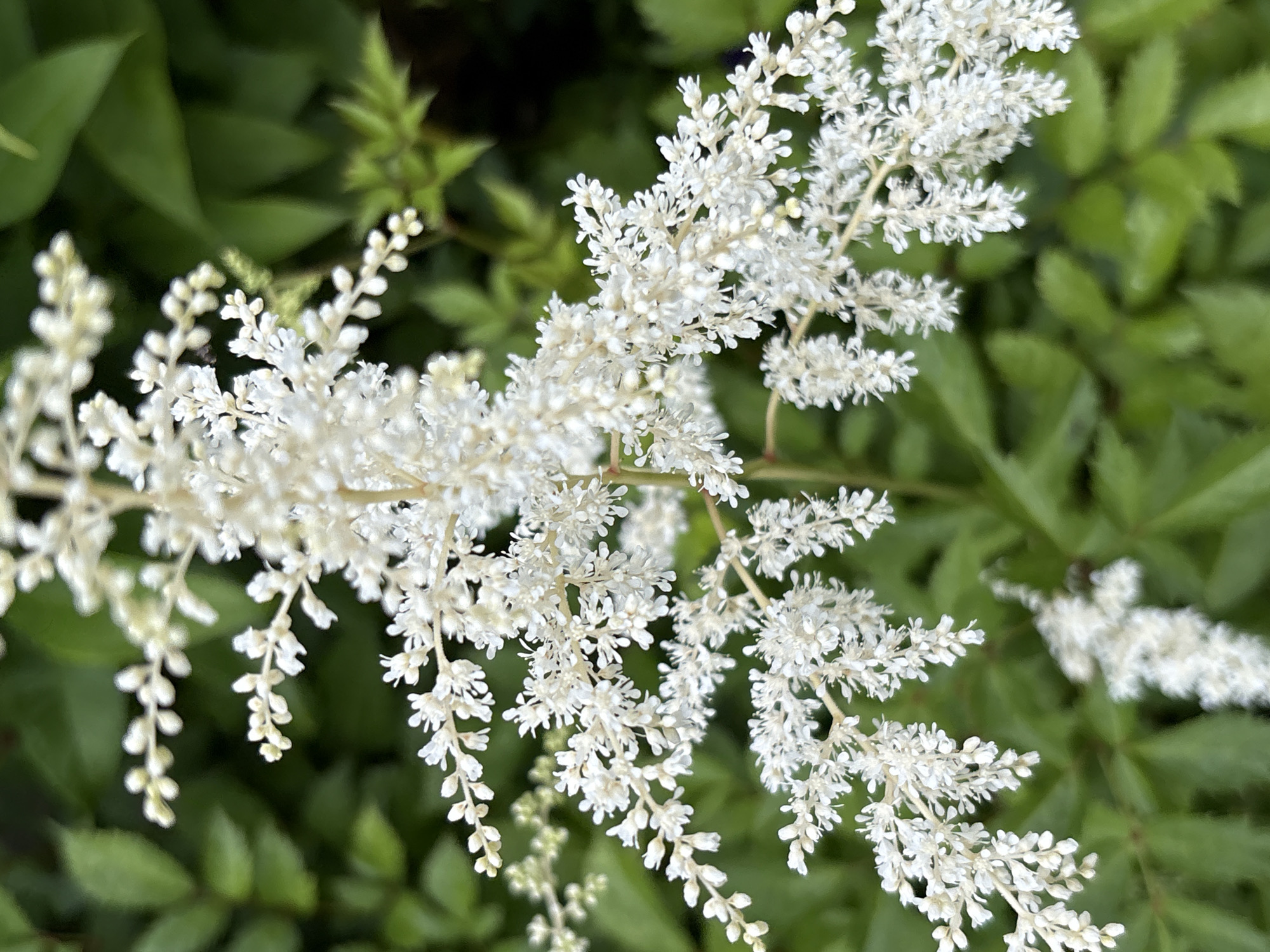 A close-up shot showcases a cluster of delicate white flowers with feathery petals. The flowers are arranged on thin stems, creating an airy and delicate appearance. The background is a blur of lush green foliage, suggesting a garden or natural setting. The lighting is soft, highlighting the intricate details of the blossoms. The scene appears to be a naturalistic detail within a garden in the city of Leningradskaya, Russia, likely a park or private garden, with no human presence or activity visible.