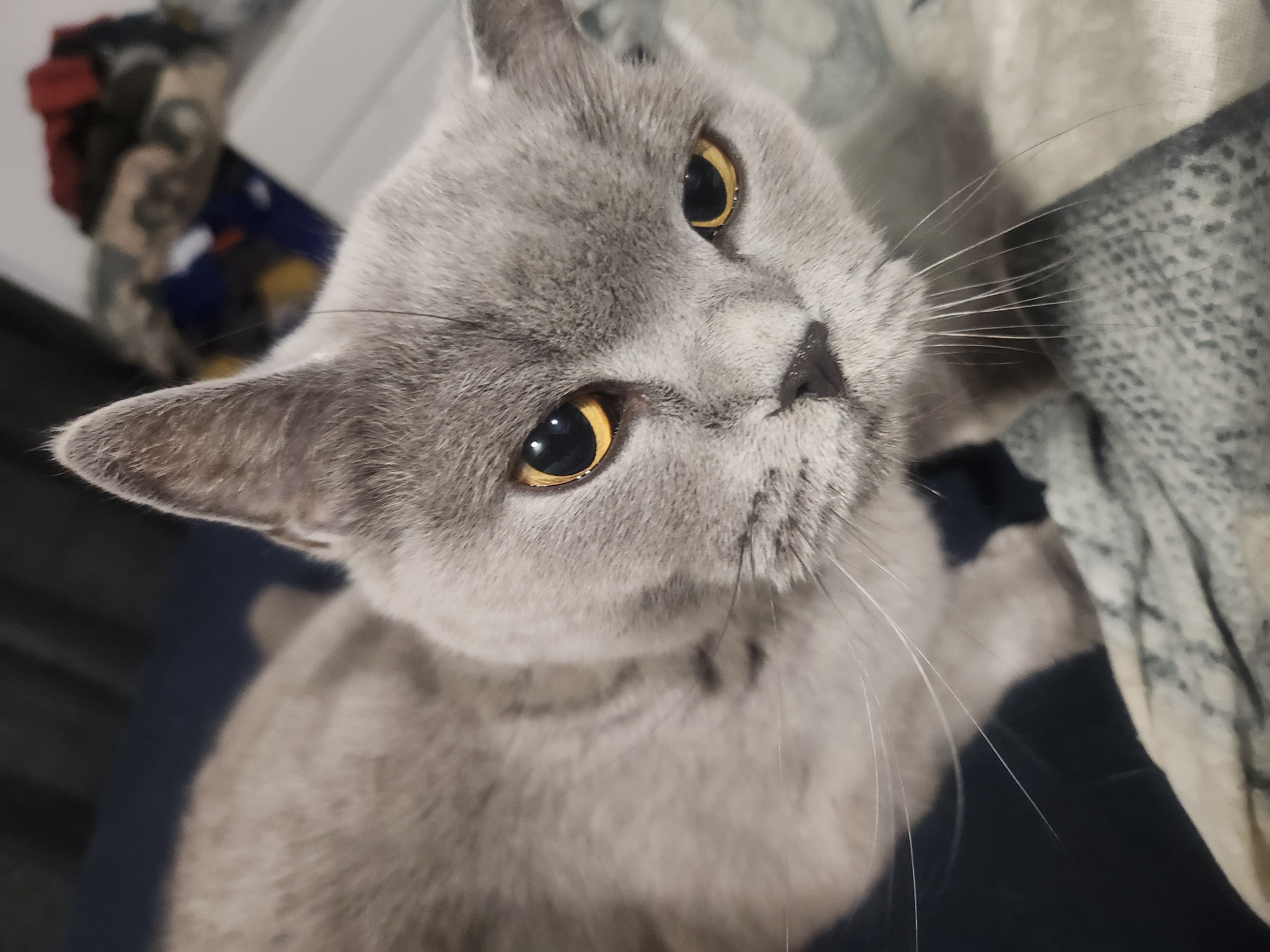 A close-up, overhead, medium shot captures a gray British Shorthair cat with bright yellow eyes looking directly at the camera. The cat's fur is short and plush, with subtle darker gray markings on its face. Its whiskers are long and white, fanning out from its muzzle. The cat is lying down on a patterned blanket or fabric that is a mix of beige and gray tones. Behind the cat, out of focus, is a dark blue surface, possibly a couch or bed, and further in the background, a blurred collection of items including red, blue, and yellow objects, suggesting a room with household items. The lighting appears to be artificial, casting soft shadows. The image does not provide any specific information about the location in the city of Tsarevo, Bulgaria, as there are no discernible landmarks or contextual clues.