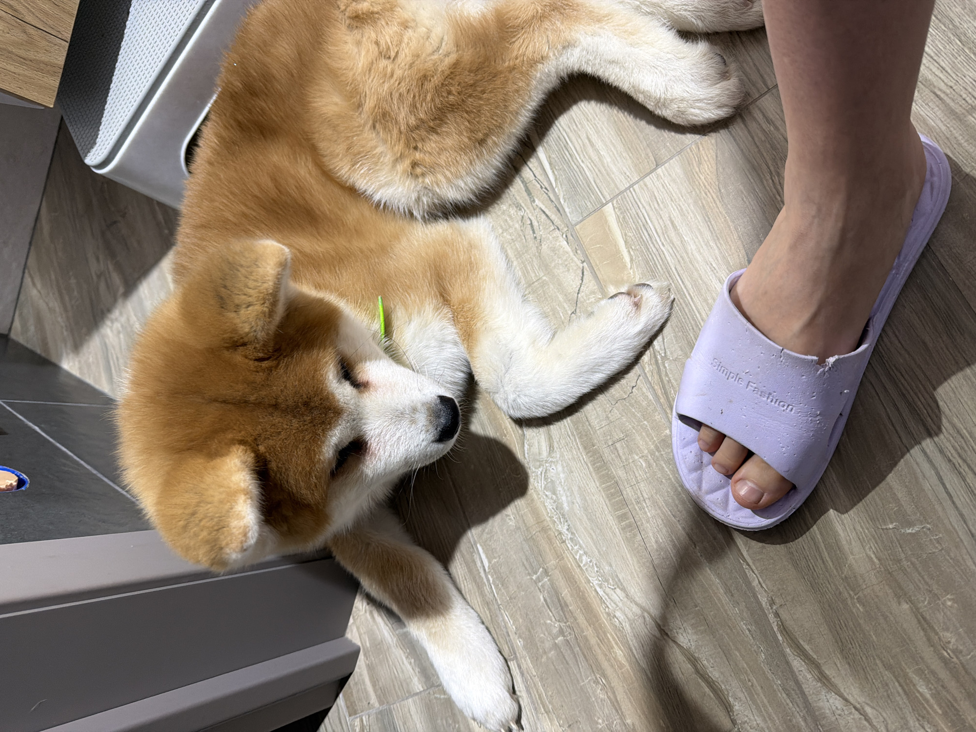 A high-angle shot shows a tan and white Akita puppy lying on a light-colored, wood-patterned floor. The puppy is positioned near a grey and white object, possibly furniture. A person's foot wearing a light purple slipper with the words "Simple Fashion" is next to the puppy. The location is presumed to be Chaikovsky, Russia.