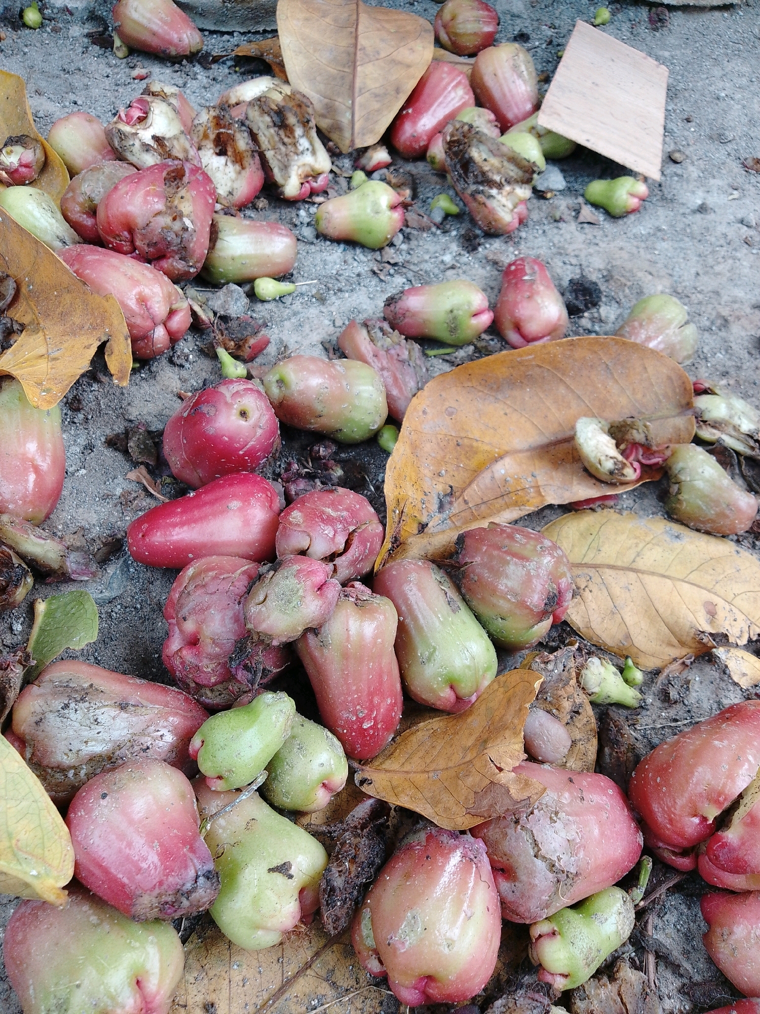 A close-up, overhead view captures a collection of fallen rose apples scattered across a sandy, gravelly ground, possibly in the city of Cikal, Indonesia. The fruits exhibit a range of colors from vibrant pink to pale green, with some showing signs of decay, such as browning and bruising. Several dried, brown leaves are interspersed among the apples, contributing to the natural, unkempt scene. The ground appears to be a mixture of sand, small stones, and organic debris. There are no people or animals visible in the image. The lighting suggests it is daytime, with natural light illuminating the subjects.