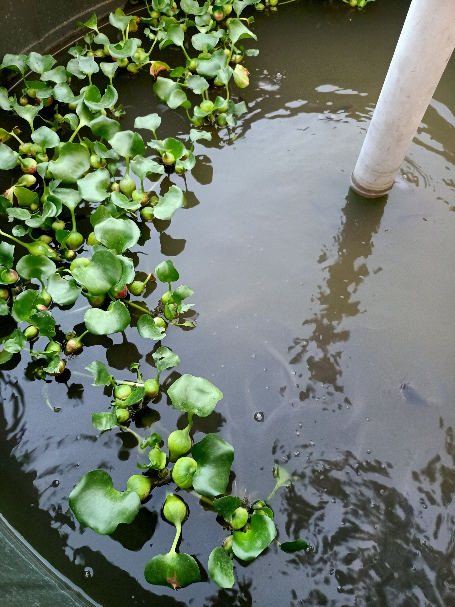 A high-angle, close-up shot captures a section of a dark, murky water container, possibly a pond or tank, filled with water hyacinths. The leaves of the water hyacinths are a vibrant green, with some showing reddish-brown stems and small, bulbous buds. A light-colored, cylindrical object, likely a pipe, is partially submerged on the right side of the frame, its reflection visible on the water's surface. The water itself is murky with ripples and shadows, suggesting movement. In the deeper, darker areas of the water, faint outlines of fish can be observed. This scene is located in Kendung, Indonesia.