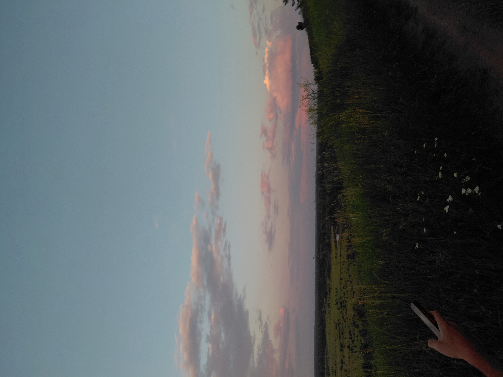 An outdoor, vertical, eye-level, medium shot captures a hand holding a dark-colored smartphone with a red accent on its side in the foreground. The hand is positioned on the left of the frame. Behind the hand, a path and tall grass are visible. Further in the background, a wide expanse of green fields stretches out, with trees scattered throughout. The sky above is a soft blue, transitioning to hues of pink and orange from scattered clouds, suggesting it is either sunrise or sunset. On the far right of the image, the silhouette of a person can be seen standing on a grassy hill. The setting appears to be a natural, rural landscape, possibly on the outskirts of a city.