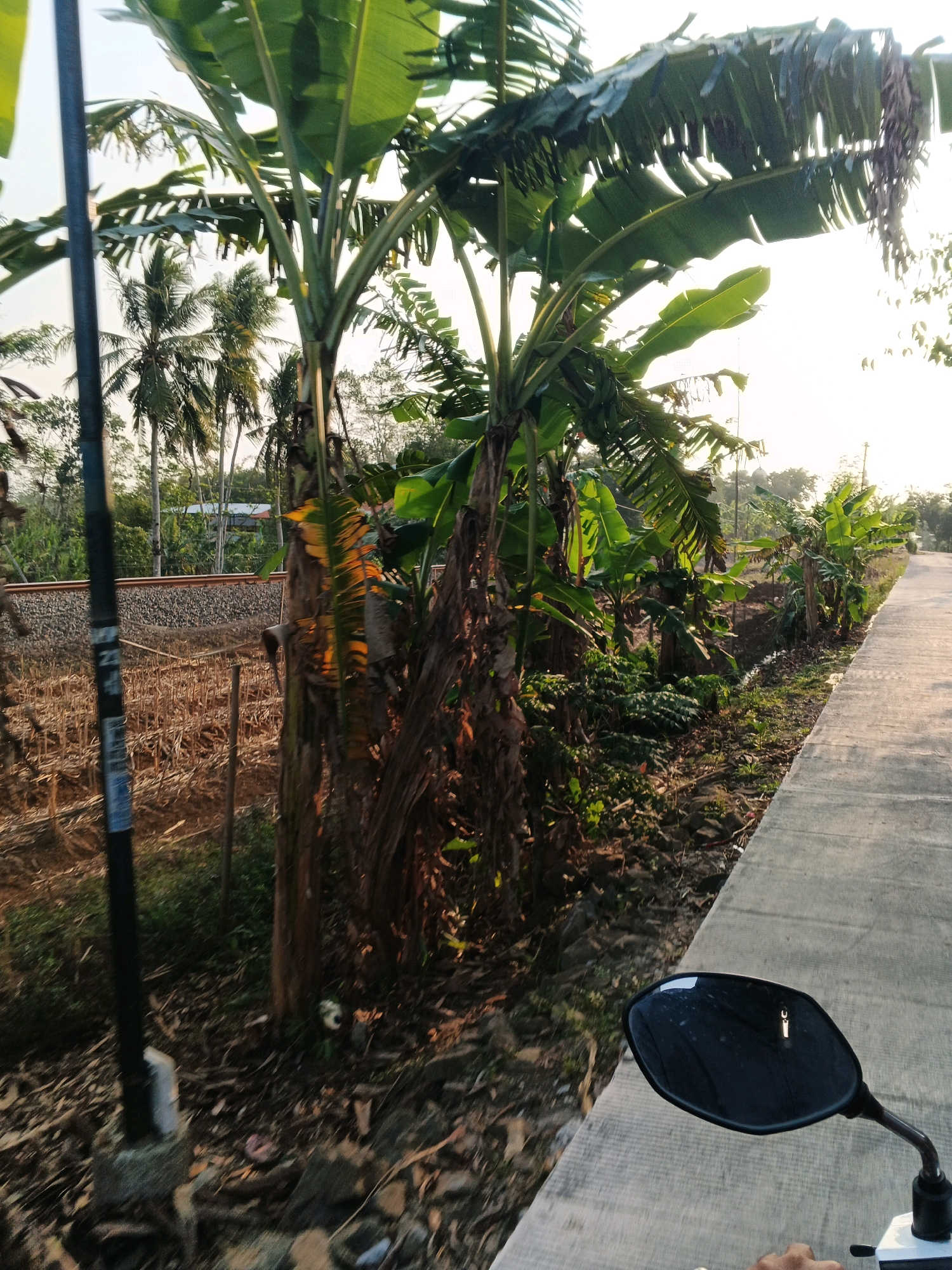 The image captures a roadside scene in Pesanggrahan, Indonesia, likely during the late afternoon given the warm, diffused sunlight. A paved road runs along the right side of the frame, bordered by a grassy embankment and dense vegetation, predominantly banana trees with their characteristic large leaves. To the left of the road, a field with dry, harvested stalks is visible, divided by a wooden fence. Beyond the field, railroad tracks run horizontally across the image, flanked by more trees, including several tall palm trees in the background. A dark, vertical pole, possibly a lamppost or utility pole, stands in the foreground on the left, with some faint markings on it. The perspective suggests the photo was taken from a moving vehicle, as evidenced by the reflection in the motorcycle's rearview mirror on the lower right. The overall environment appears rural or semi-rural, with a mix of cultivated land, natural vegetation, and infrastructure like the railway line.