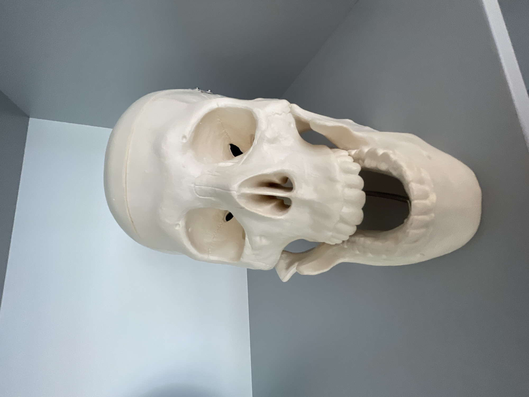 A plastic human skull rests on a light gray surface. The background is light gray walls meeting in a corner. The location is not discernible from the image.