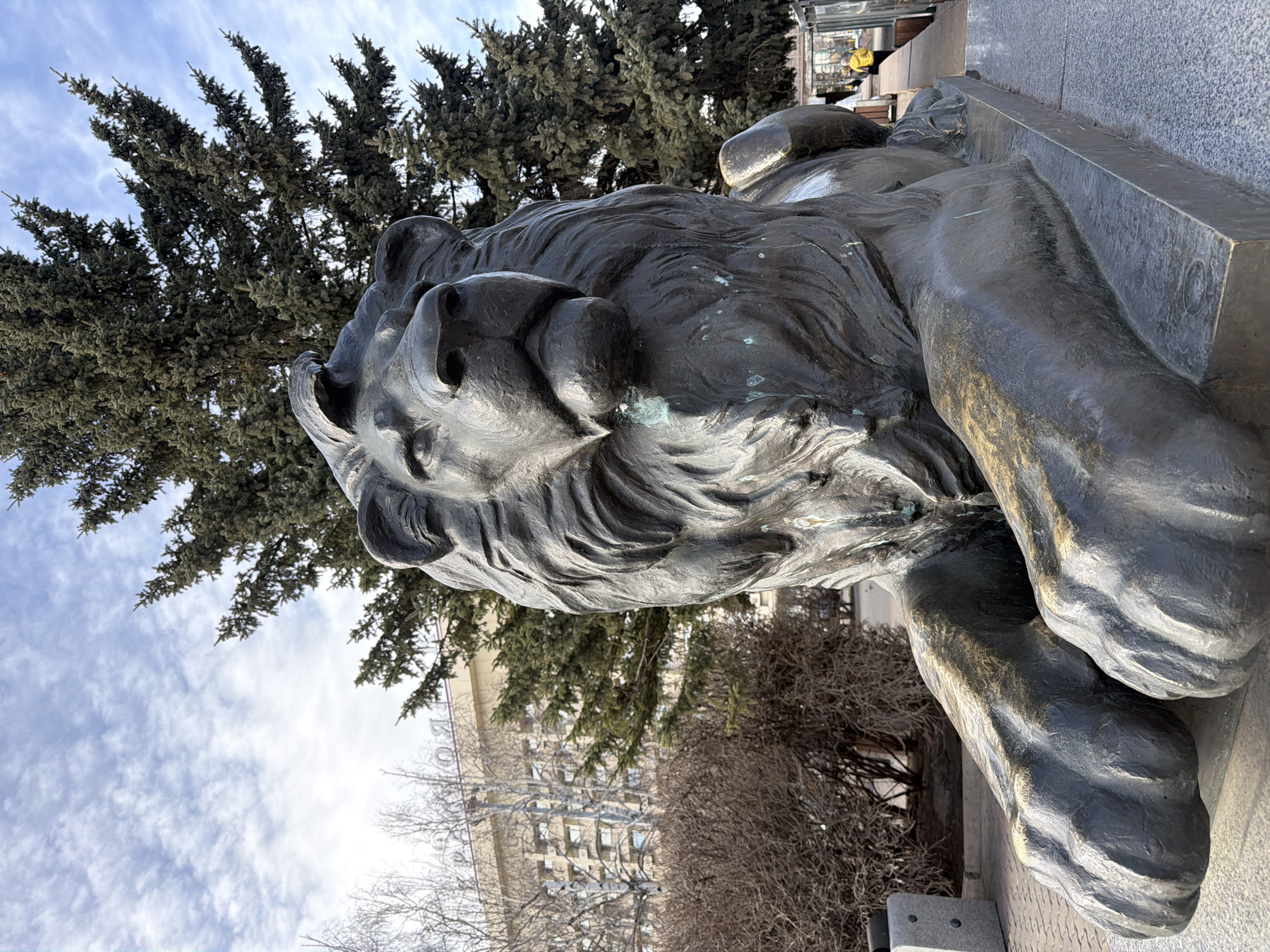 A bronze sculpture of a reclining lion is shown in extreme close-up. The lion's head is centrally framed, with details of its mane and facial features clearly visible. The sculpture appears to be situated outdoors, adjacent to a pine tree with a cloudy sky visible in the background. A building can be seen through bare trees at the edge of the frame. The setting is near the Government House of Krasnoyarsk Krai in Krasnoyarsk, Russia.