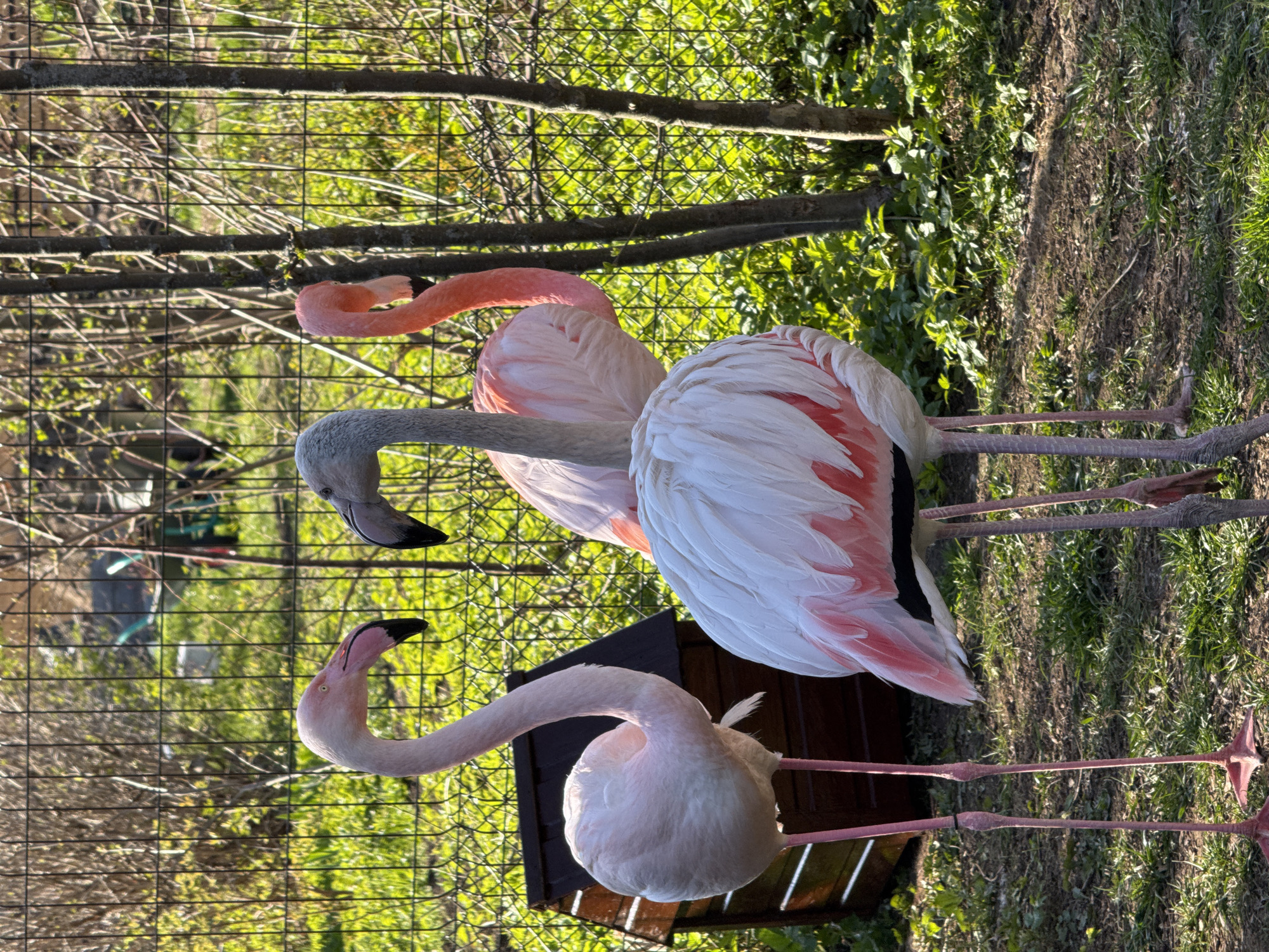 Three flamingos are standing in an enclosure at the Izhevsk Zoo in Russia. The enclosure has a wire fence visible in the background, as well as some greenery and a small wooden structure. Two of the flamingos are standing close together, with one appearing larger and slightly in front of the other. The third flamingo is positioned lower in the frame, near the wooden structure. The scene is outdoors, with natural lighting.